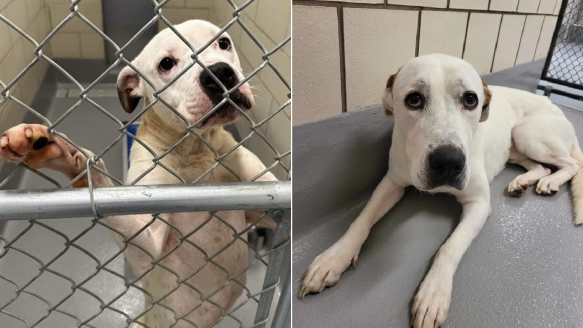 white dog in shelter