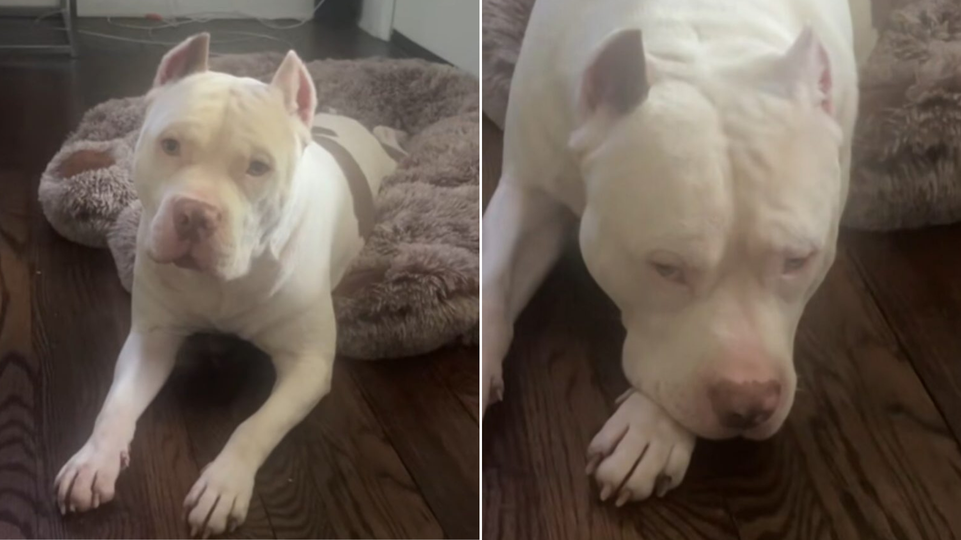 sad white pit bull