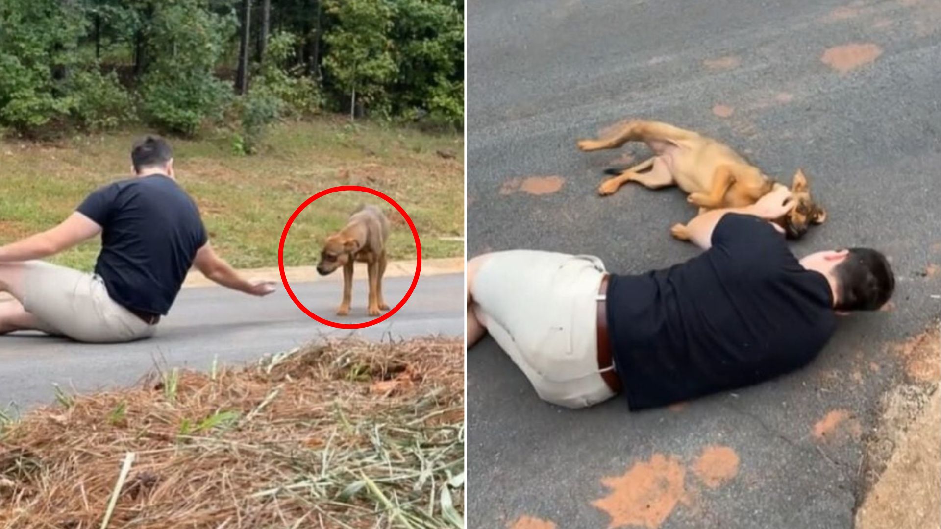 man and dog on road