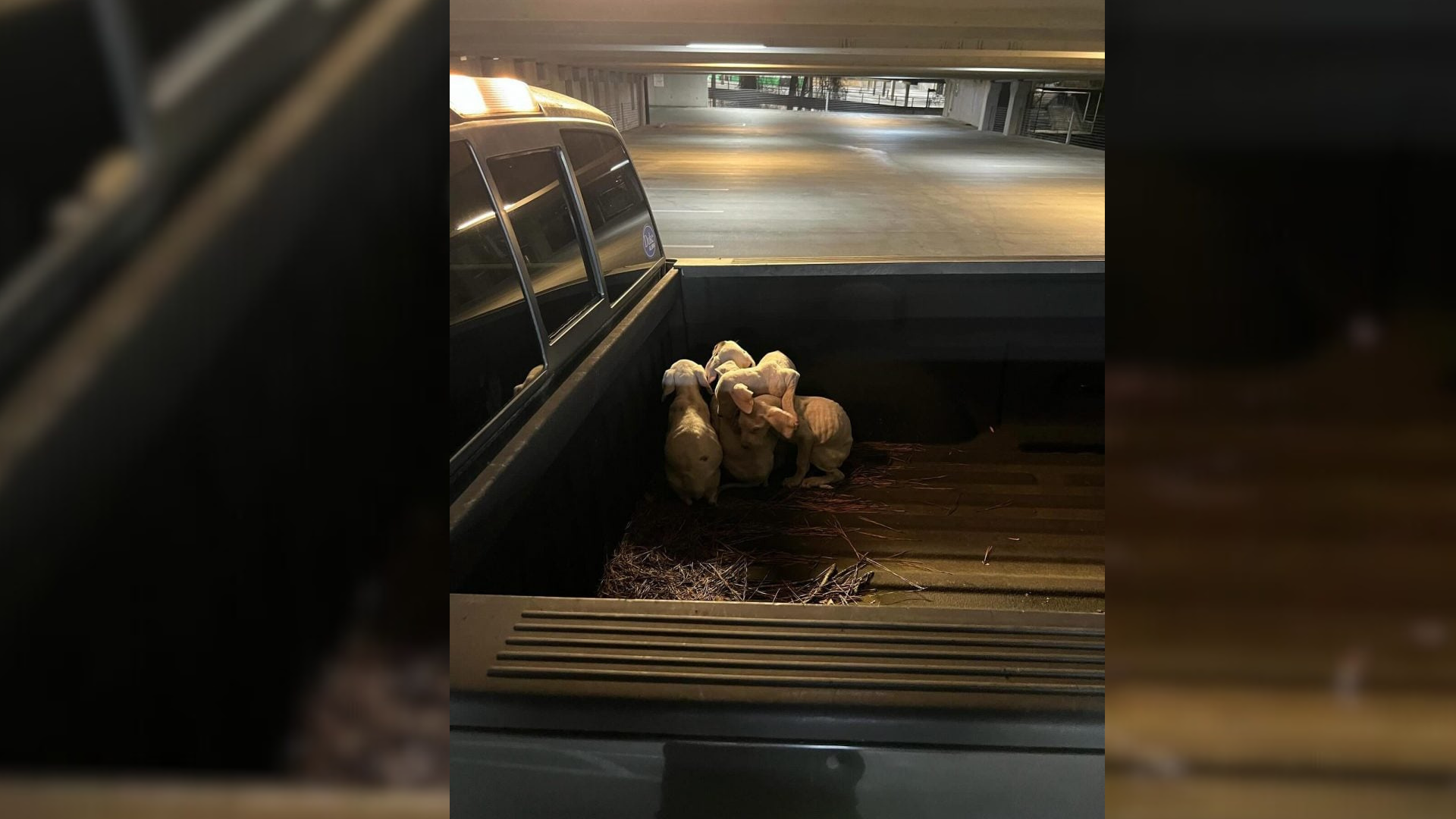 puppies in dog bed