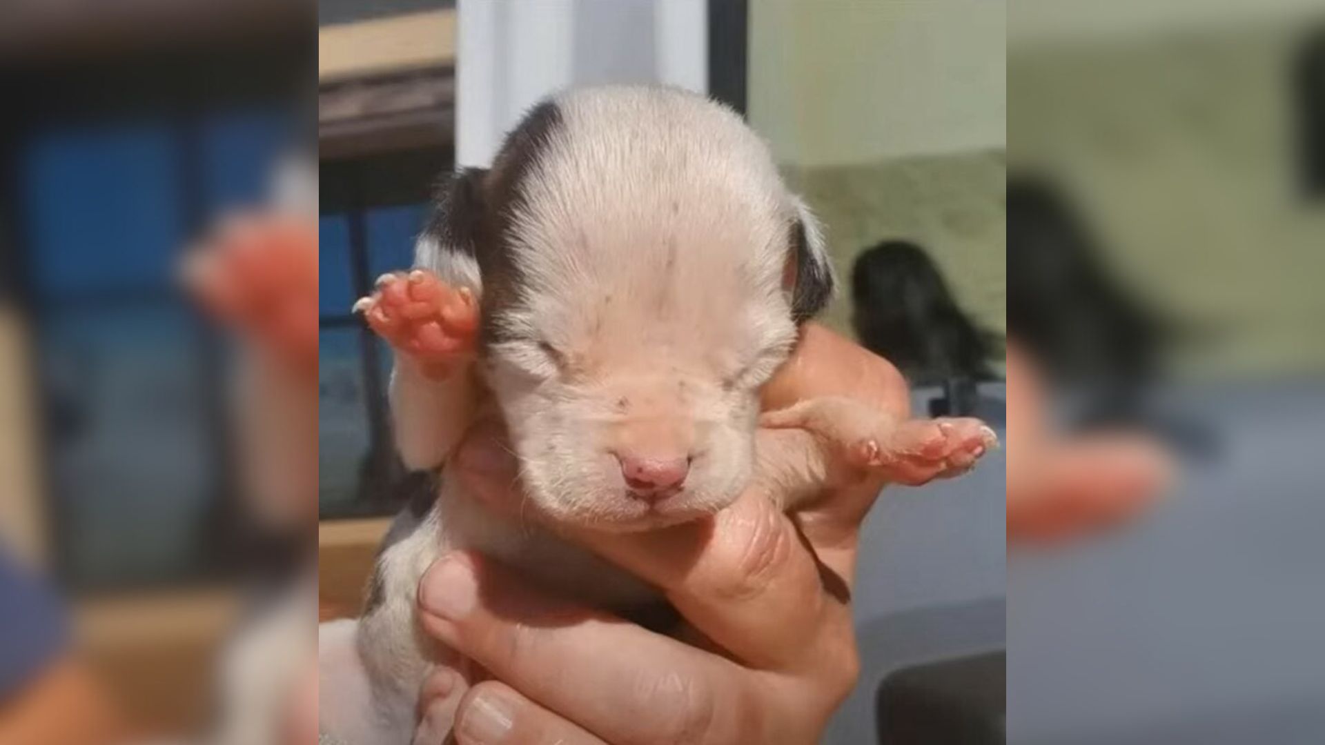sweet newborn dog