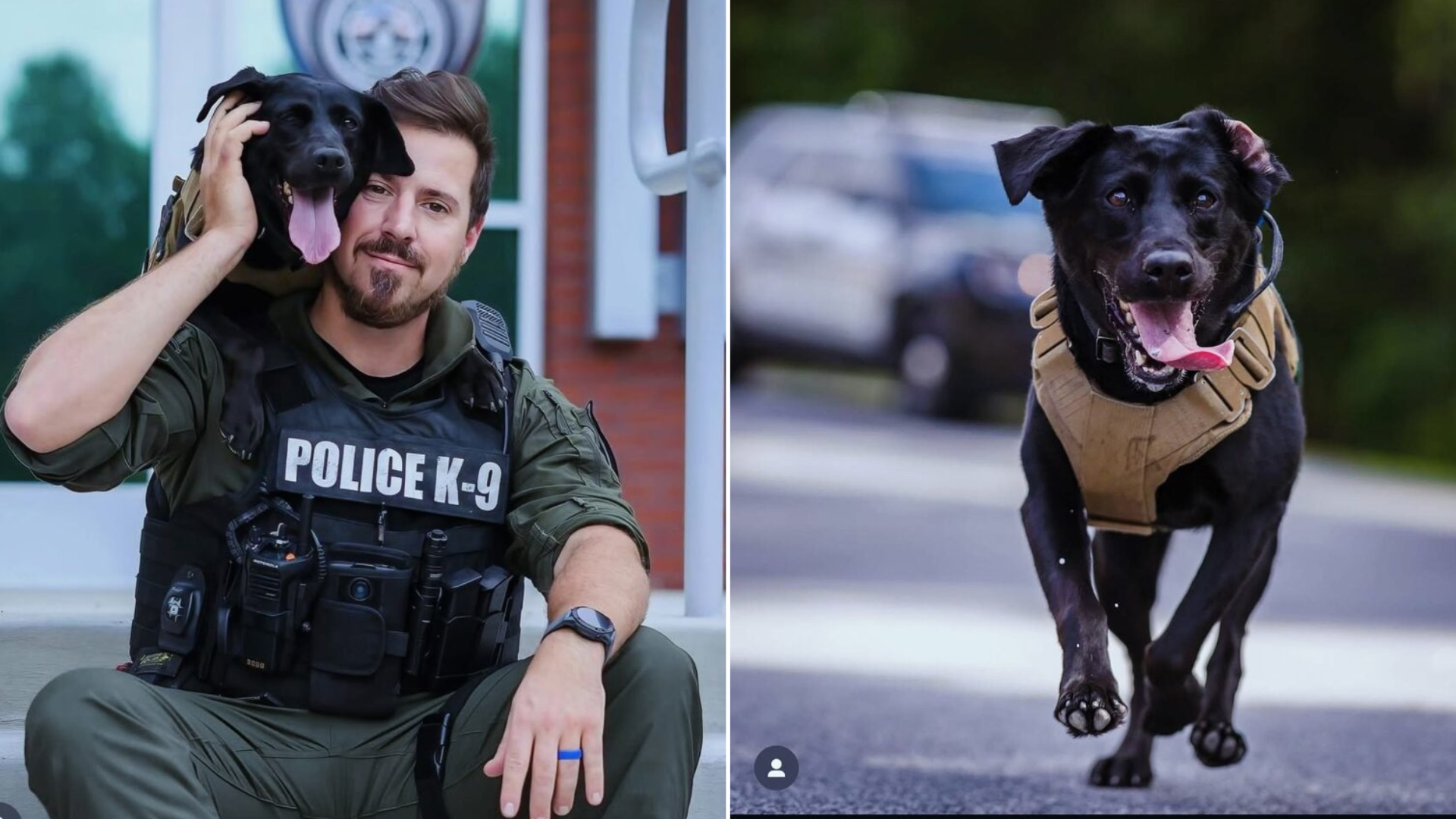 police dog