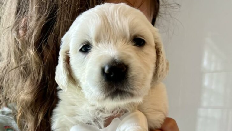 white puppy