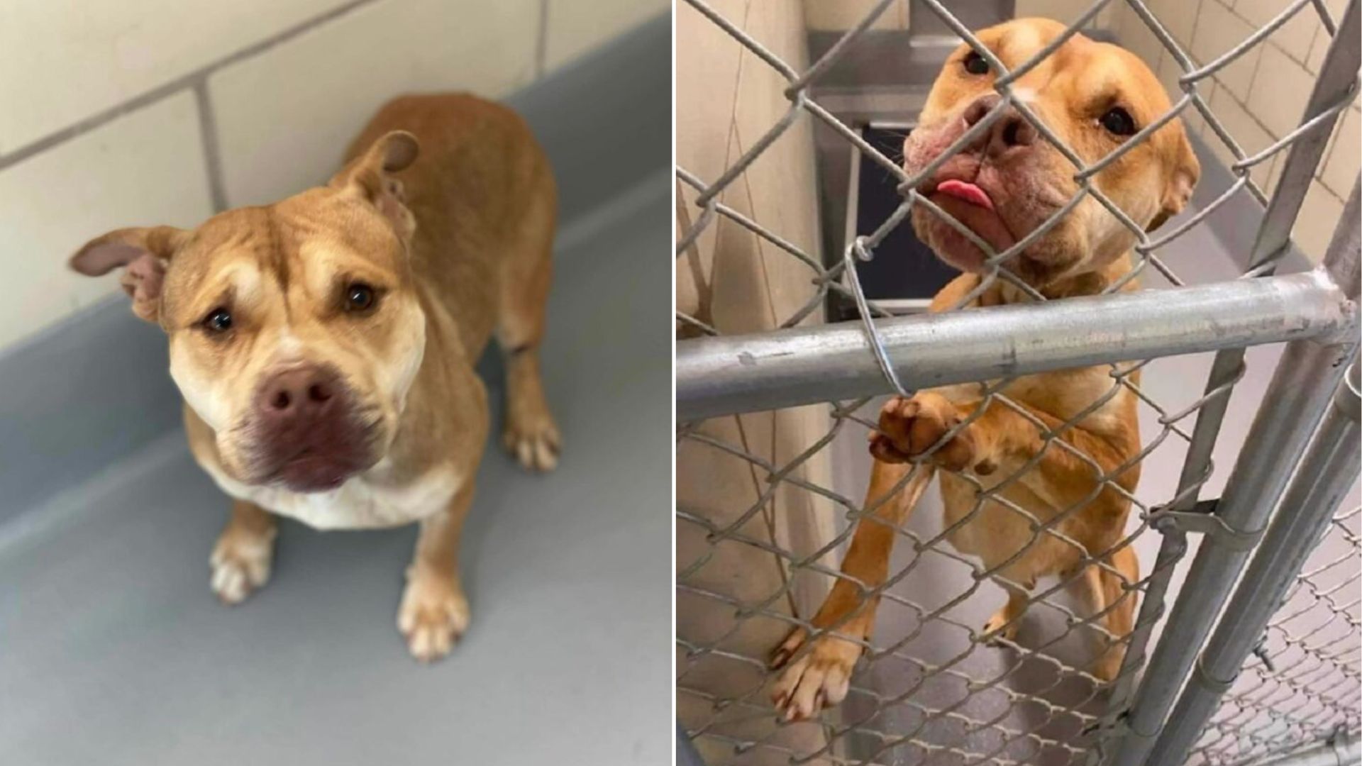 sweet brown dog in shelter