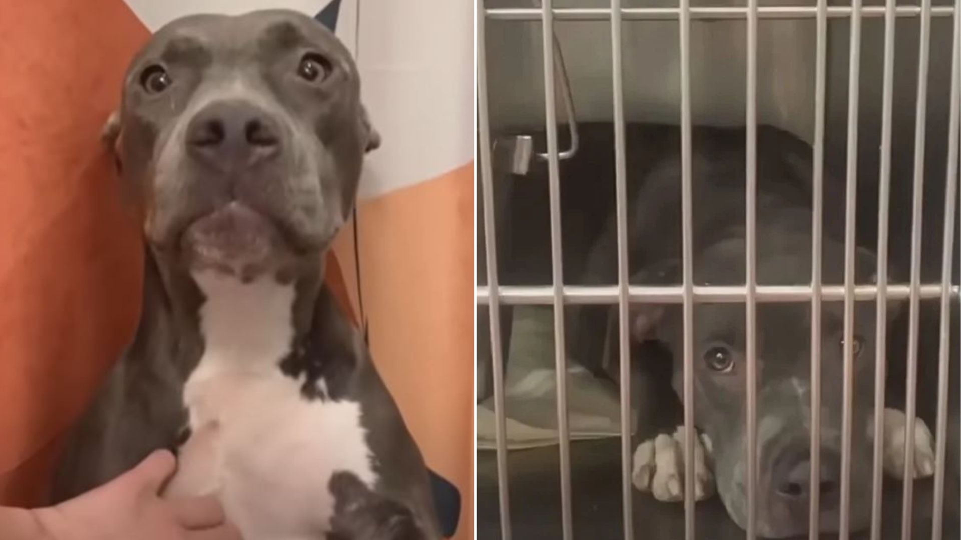 senior shelter dog