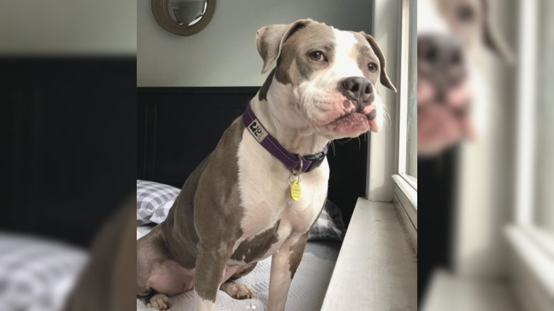 gray and white dog
