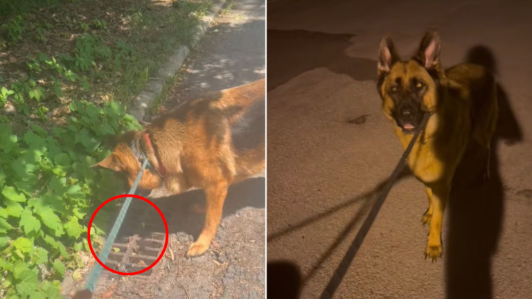 dog sensed something in drain