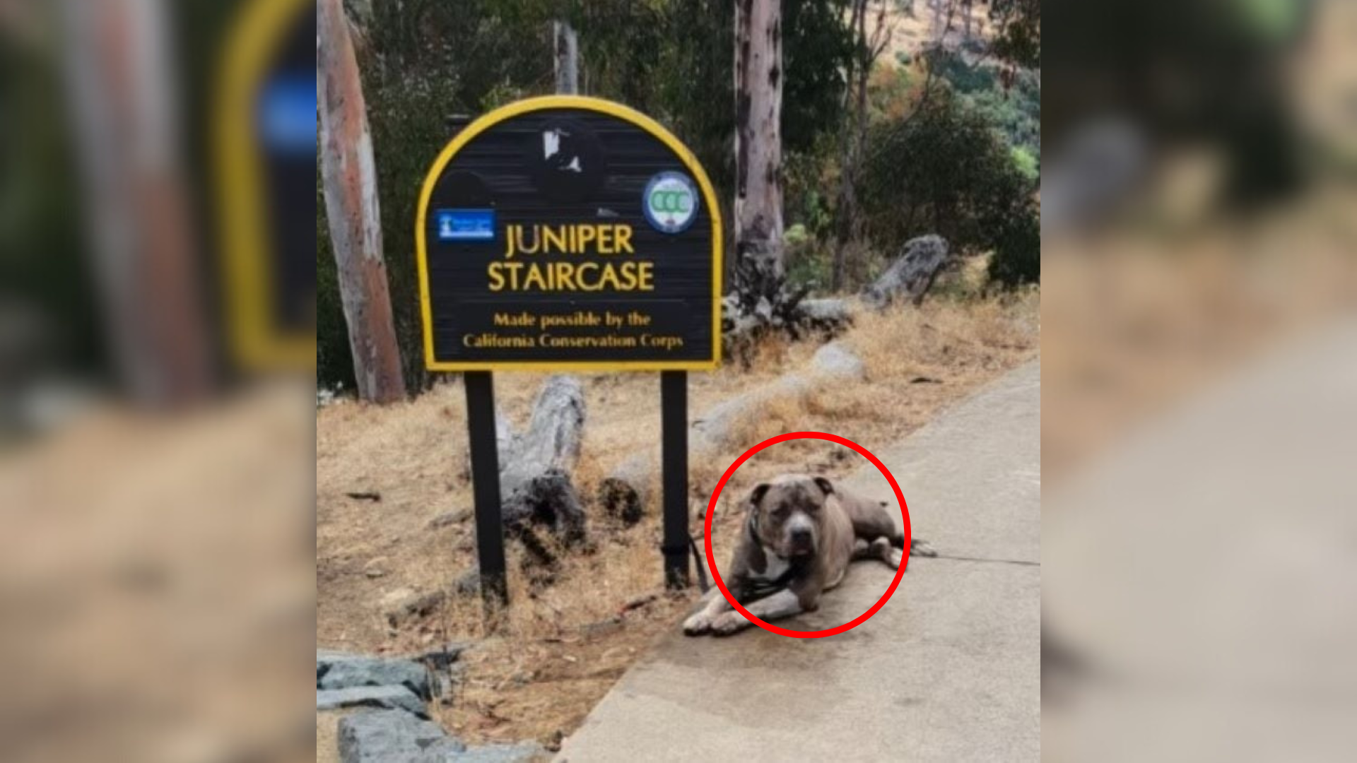 dog tied to sign