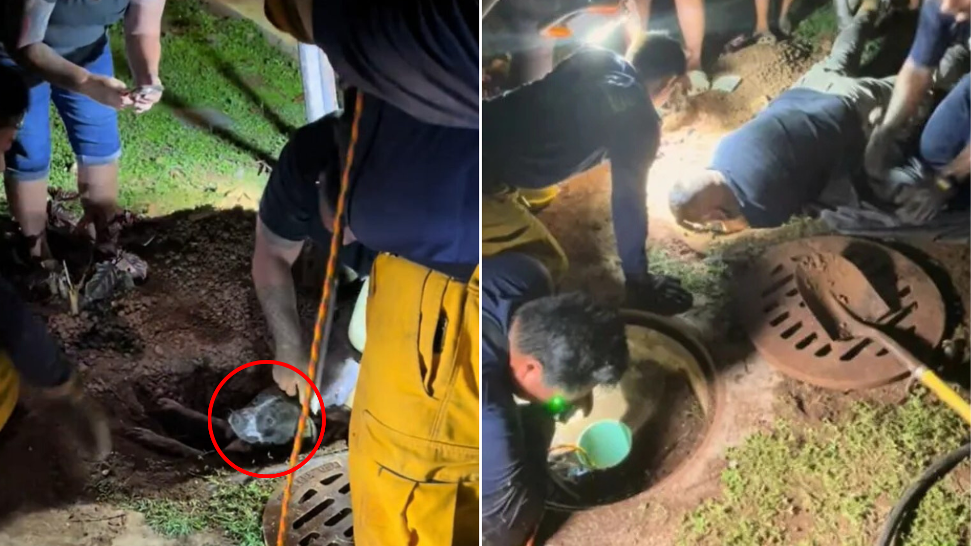 dog rescue