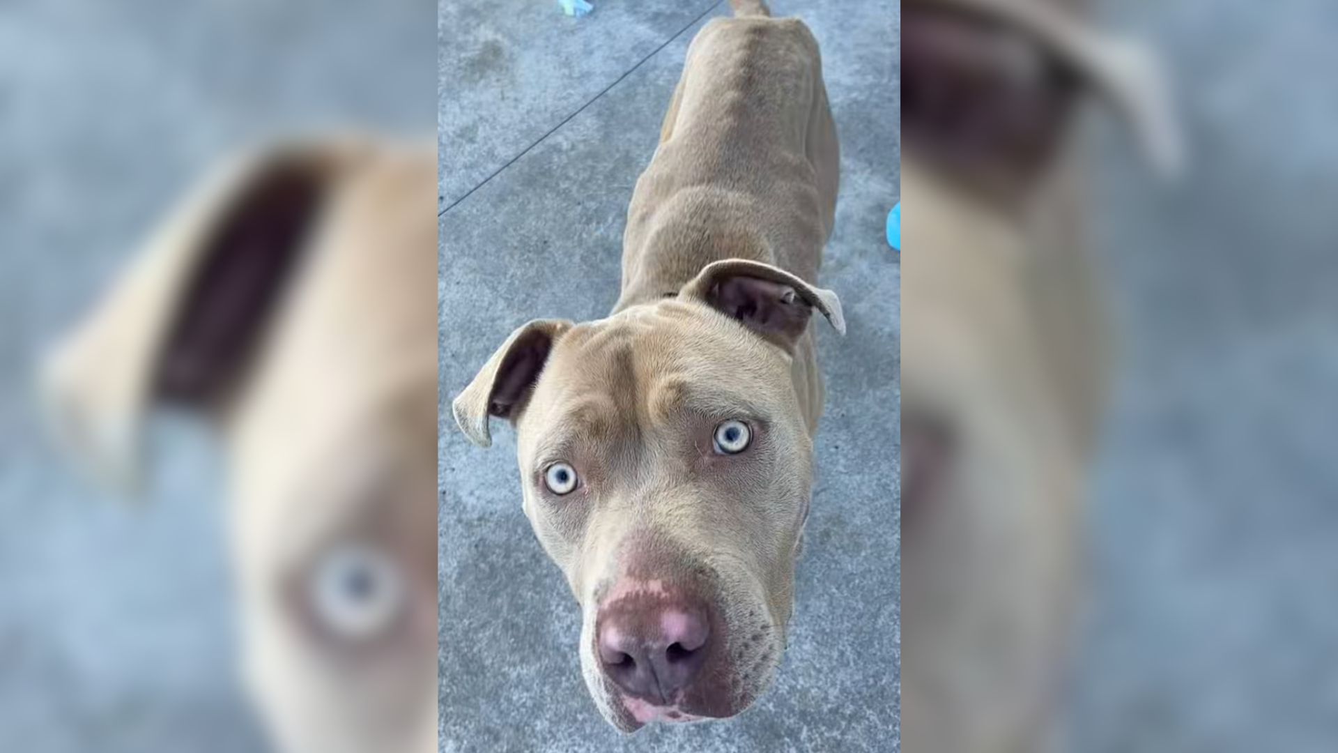 dog with light blue eyes