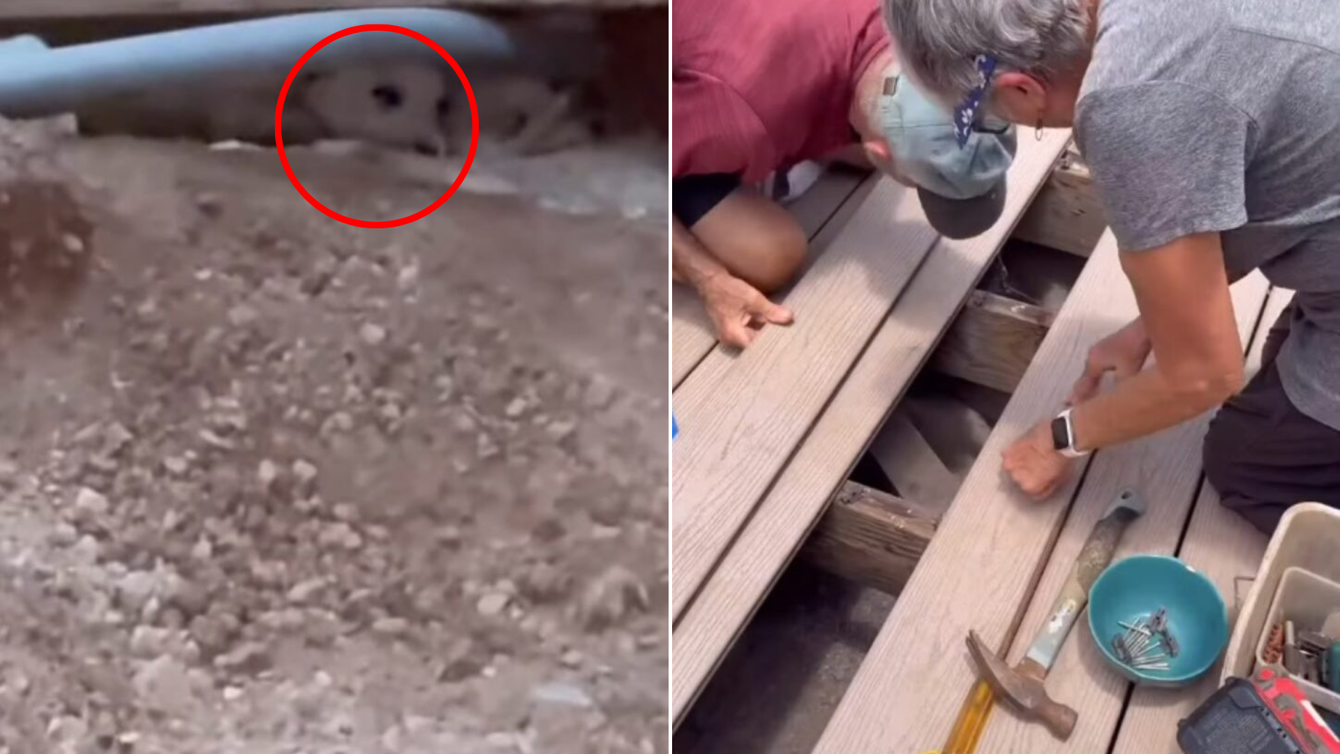 animal rescue