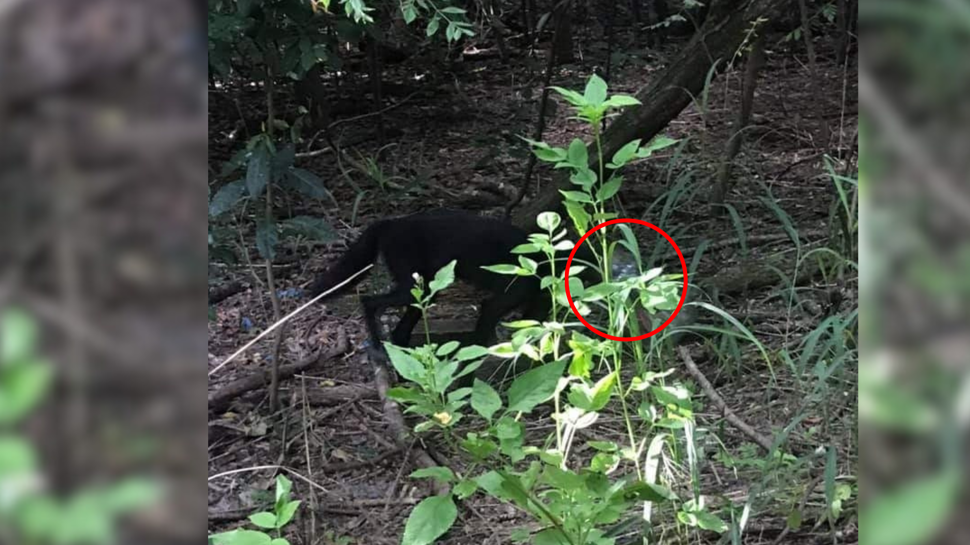 animal in forest