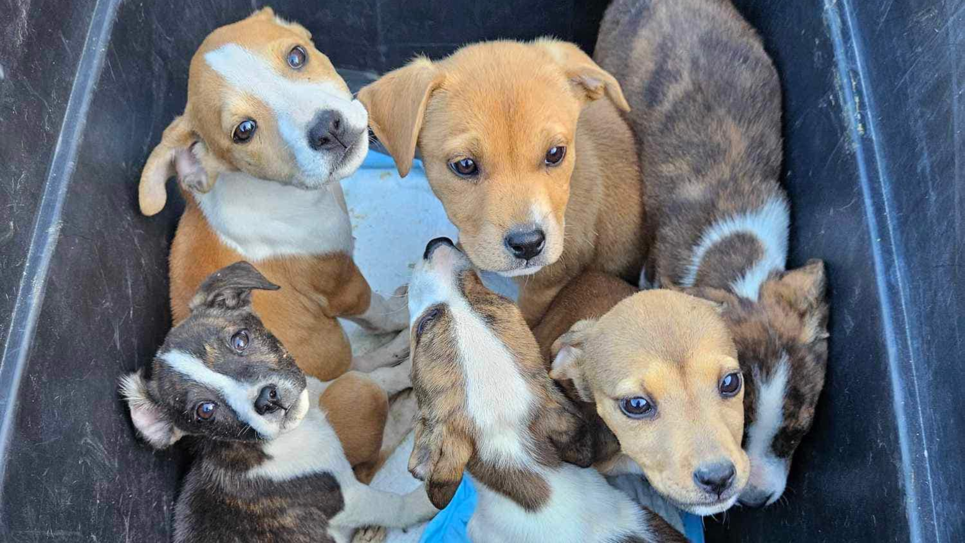 puppies in plastic box