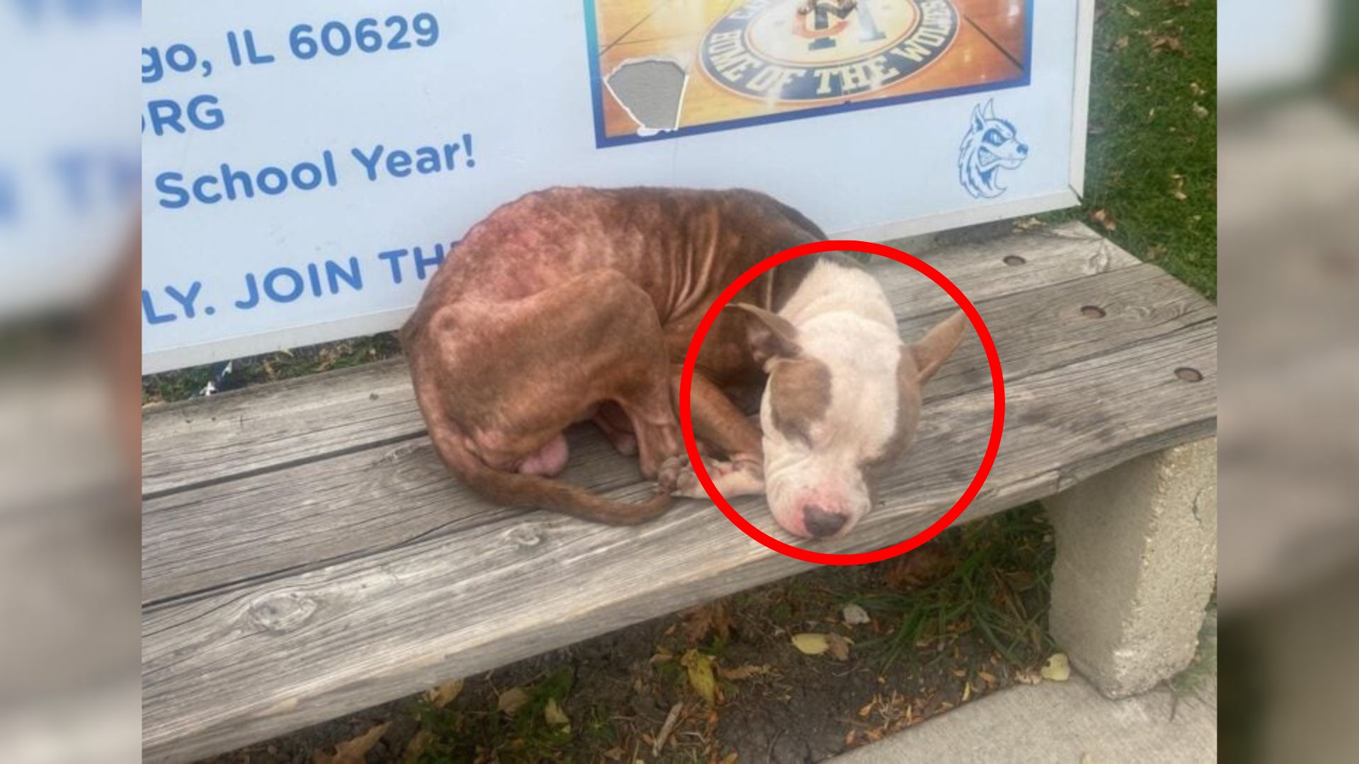 dog on bench