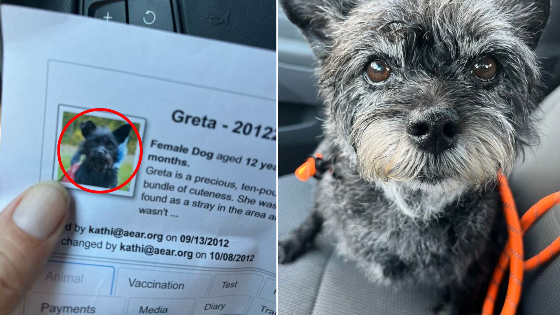 sweet gray dog