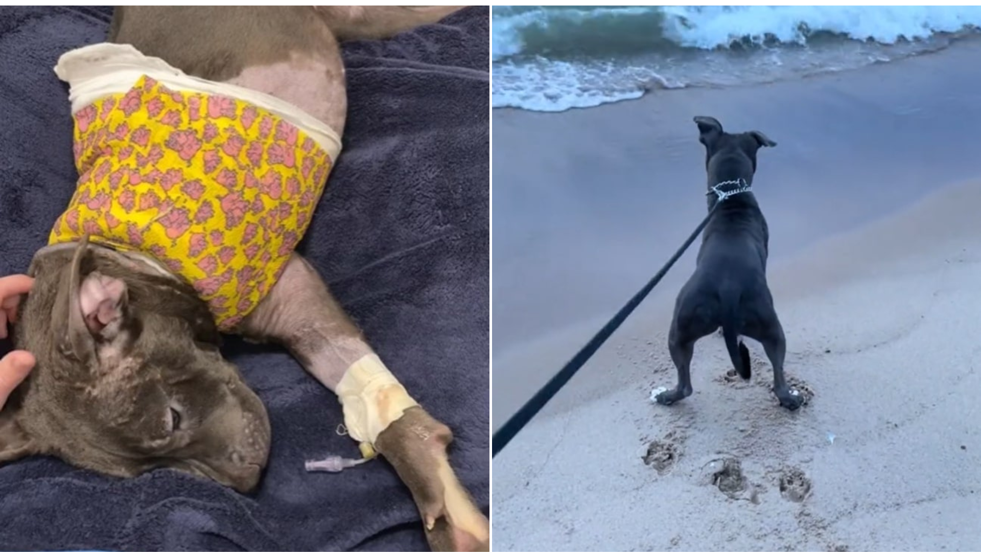 dog before after