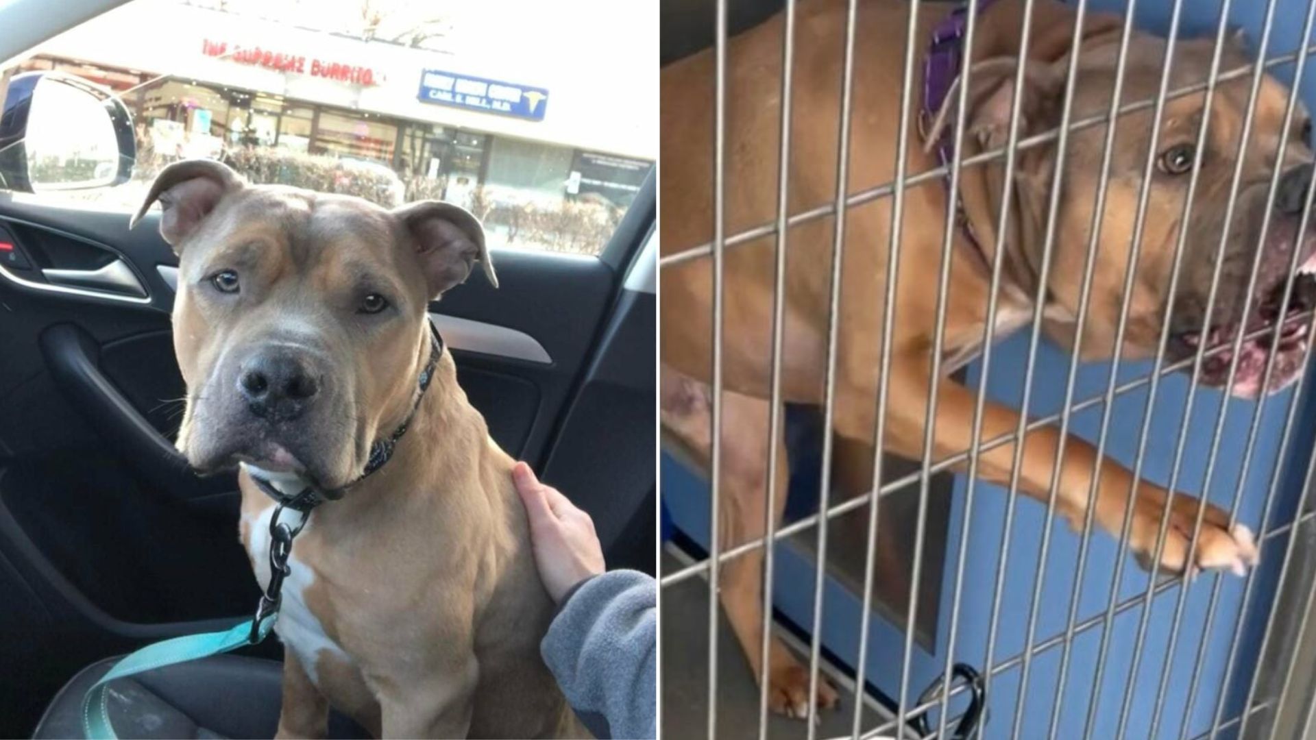 cute dog in car