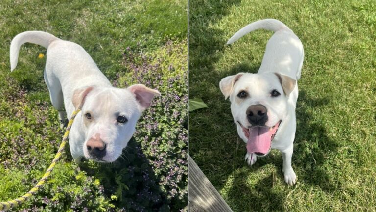 sweet white dog