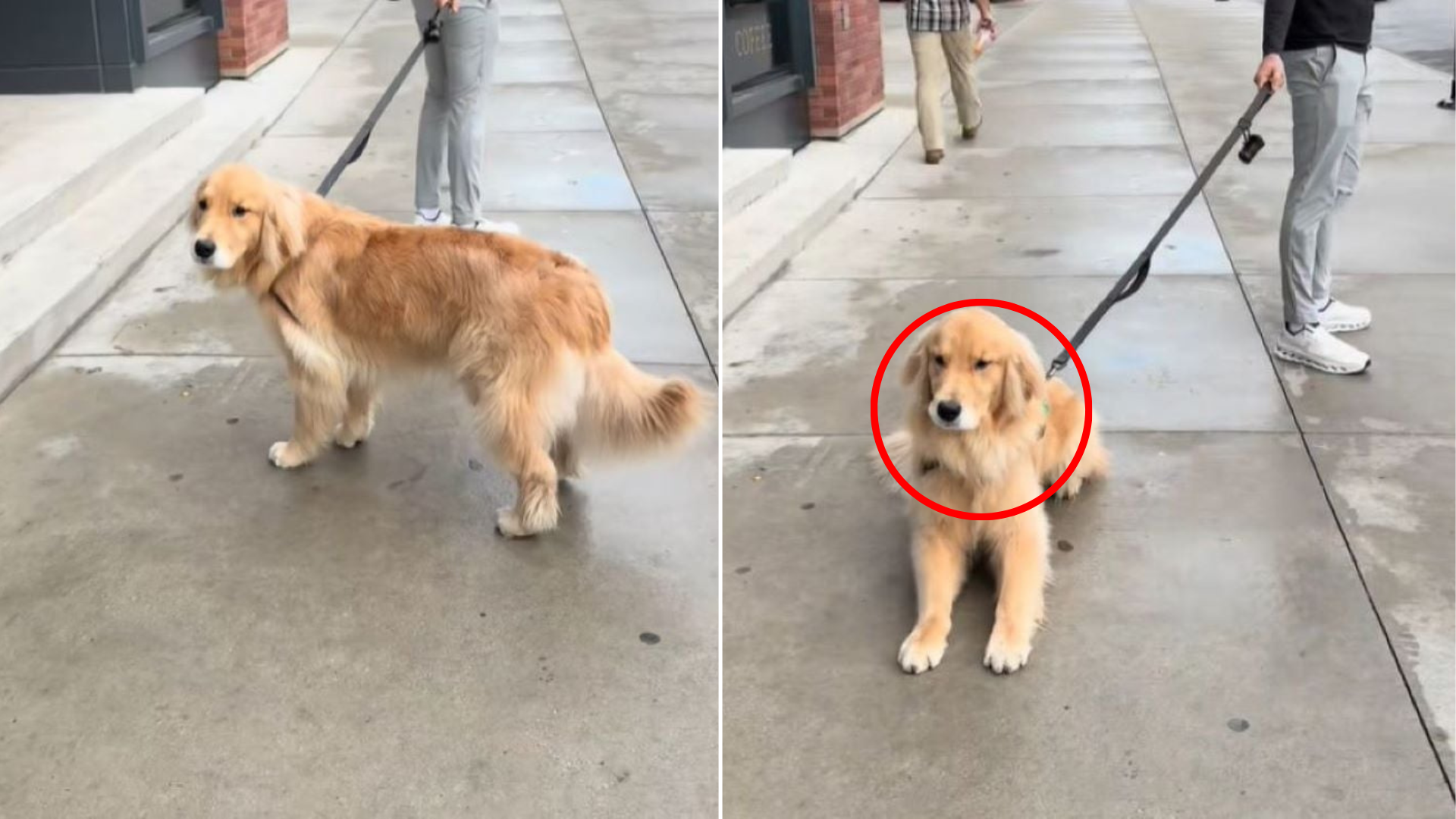 dog refusing to walk