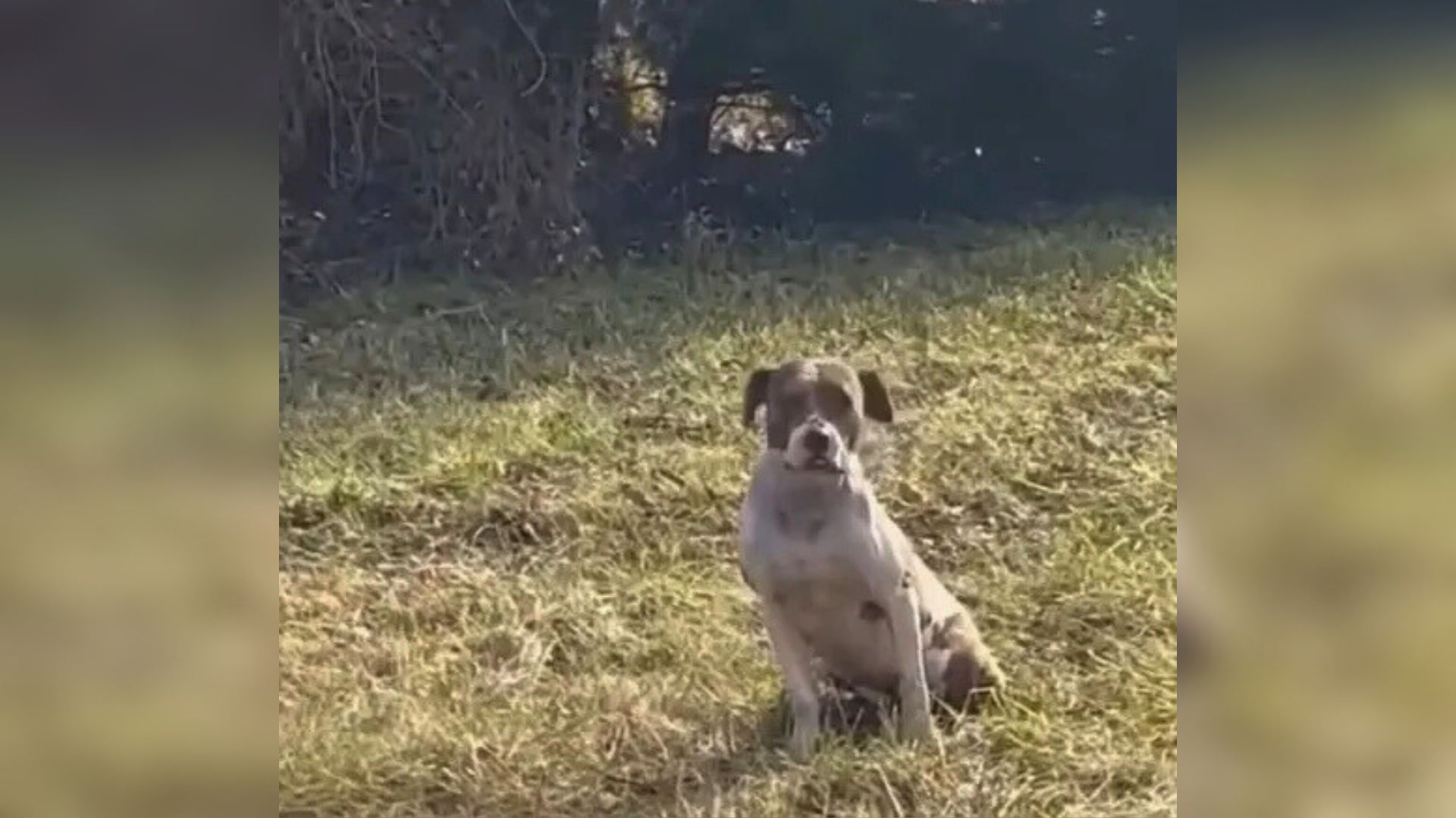 dog sitting on grass