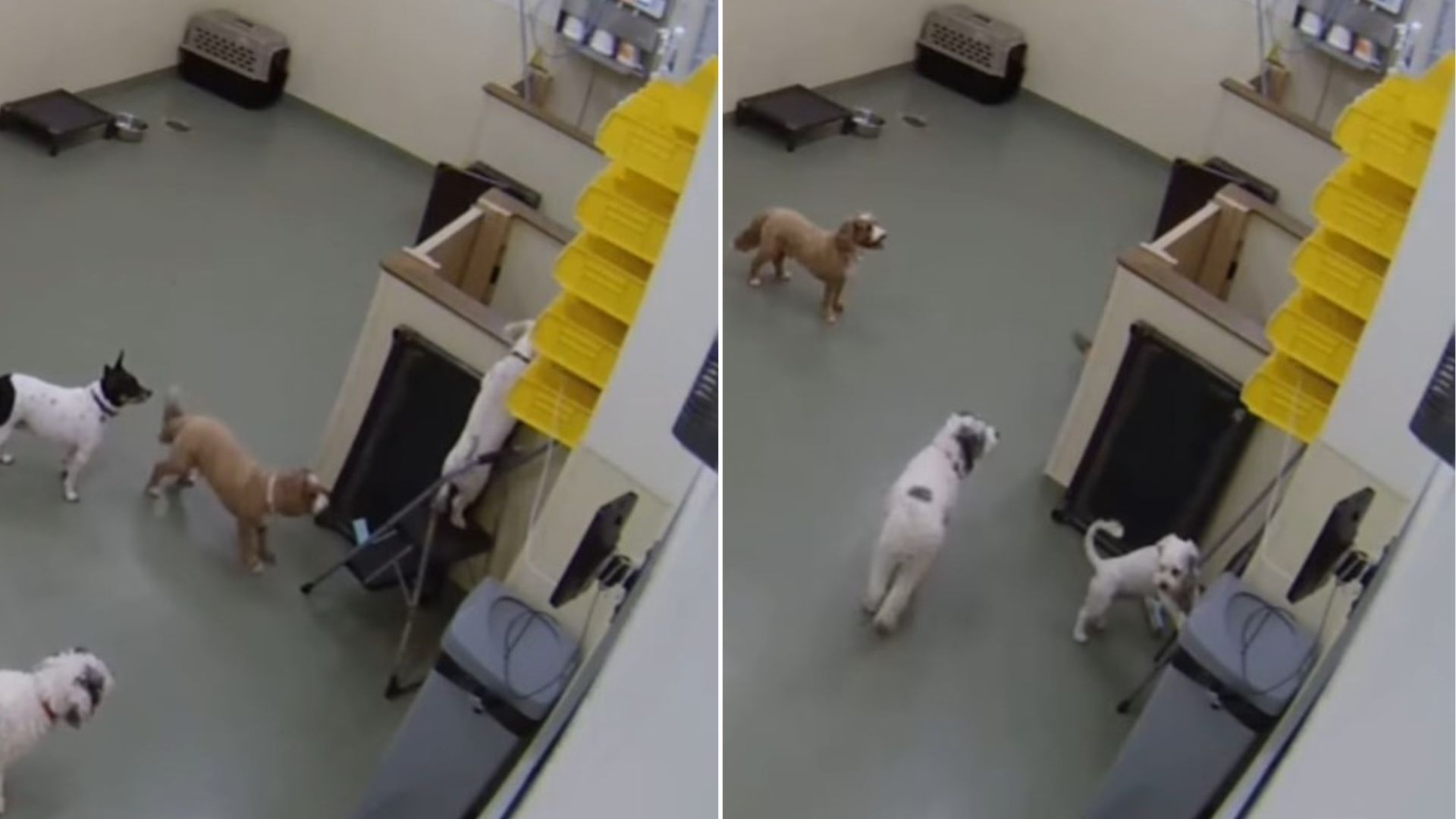 dog in daycare