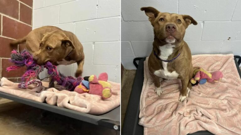 sweet dog in shelter