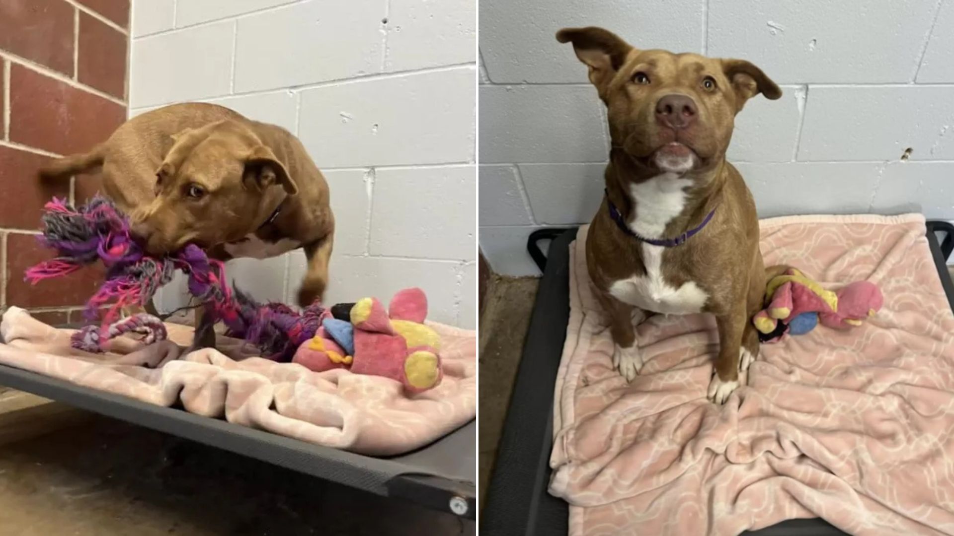 sweet dog in shelter