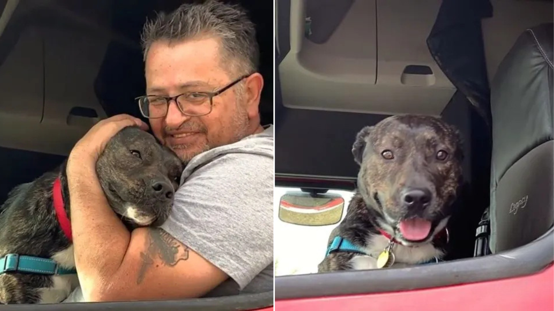 man and dog in truck