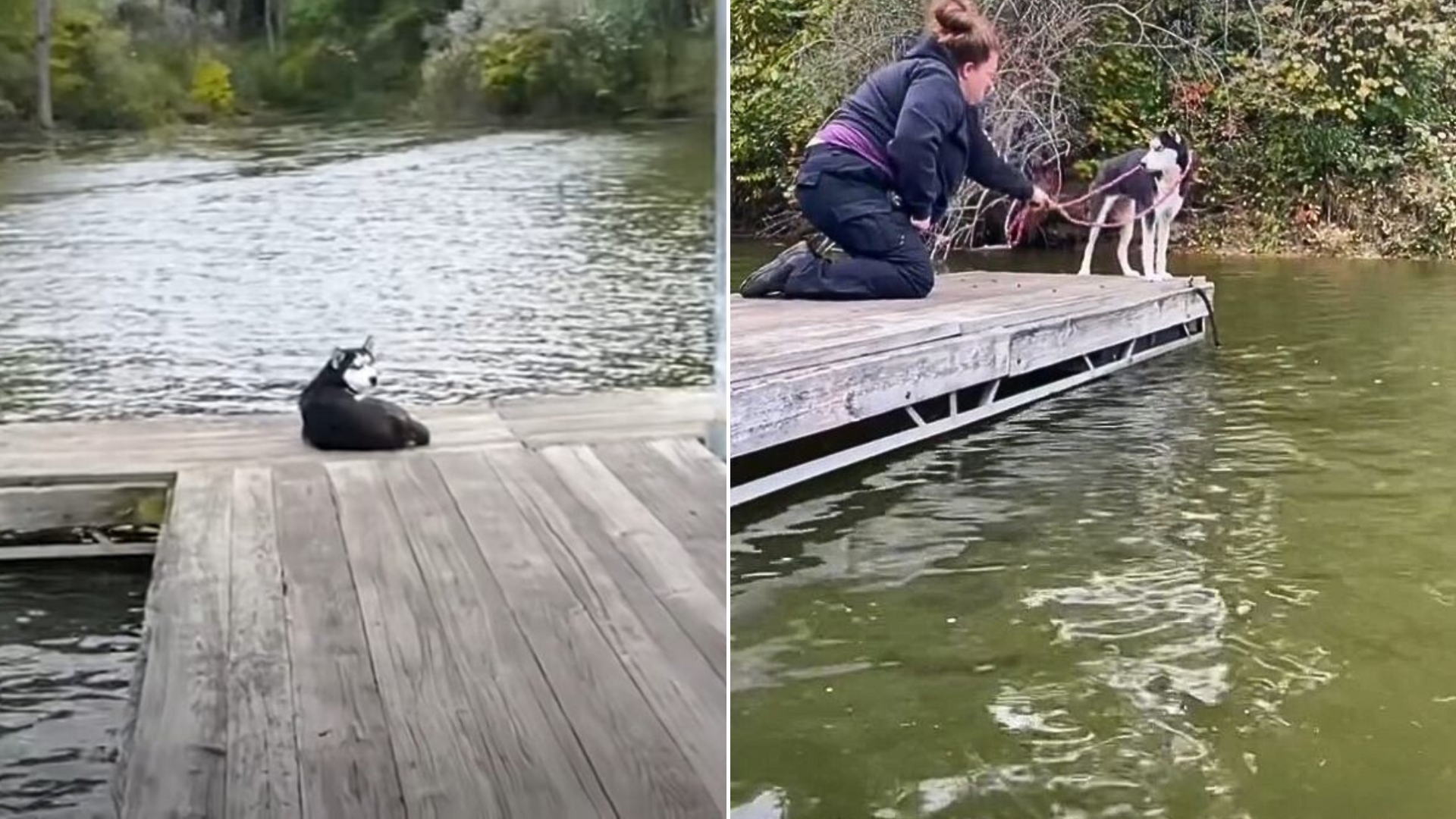 dog on pier