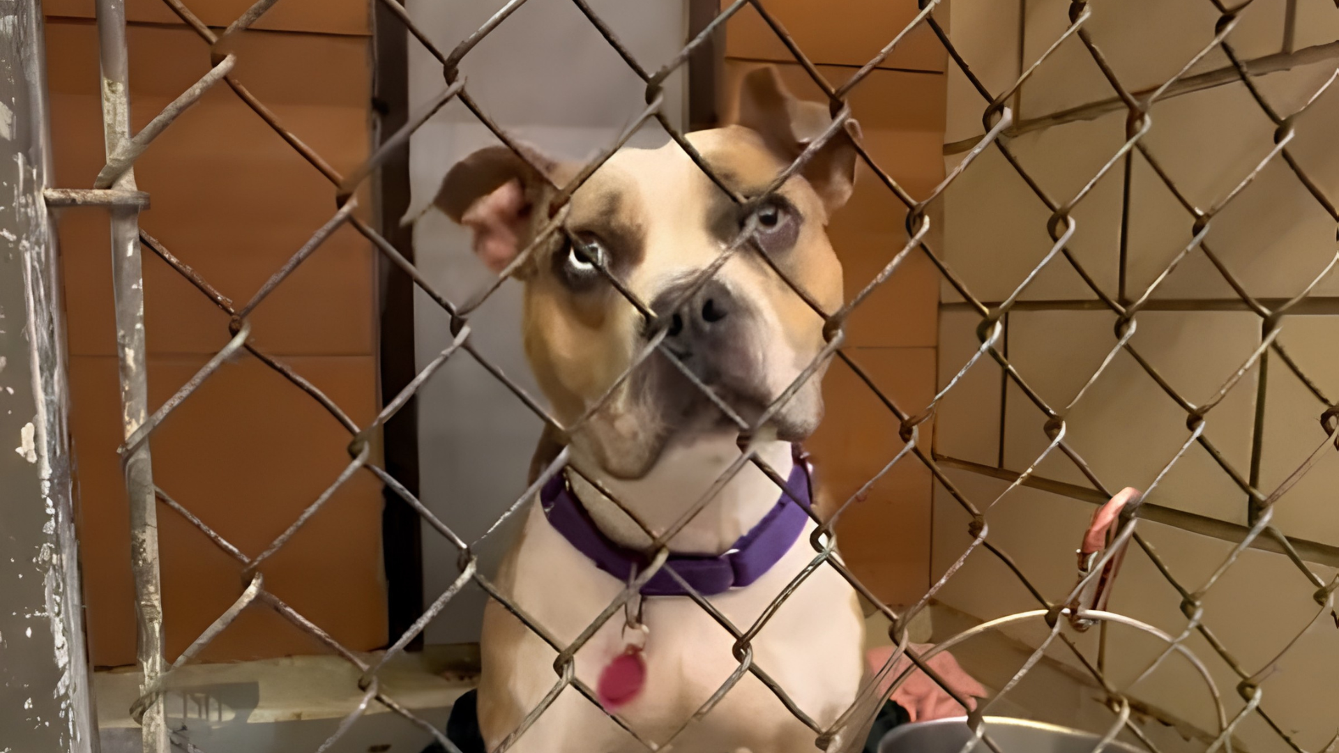 dog behind fence