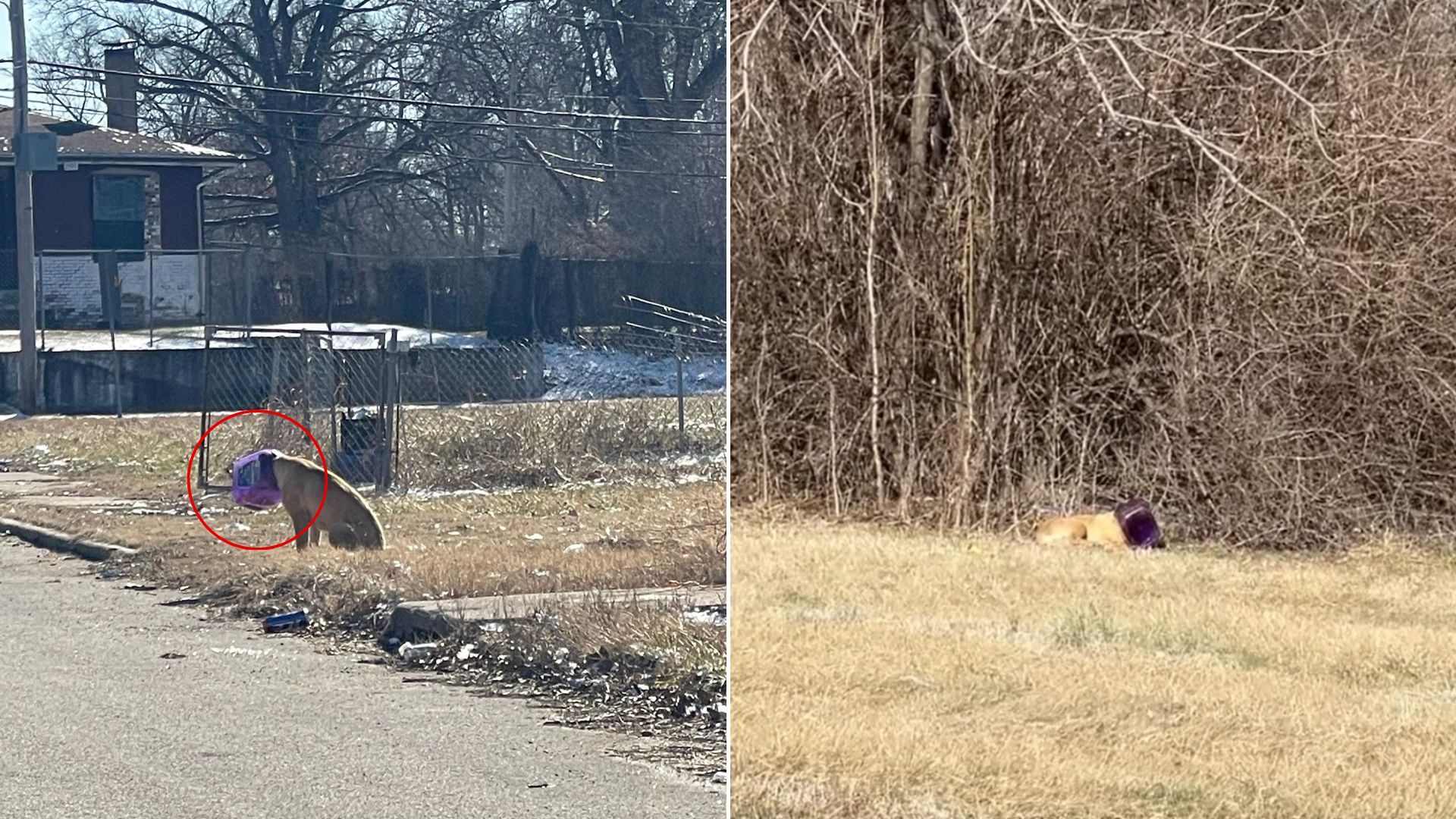 stray dog with bucket on head