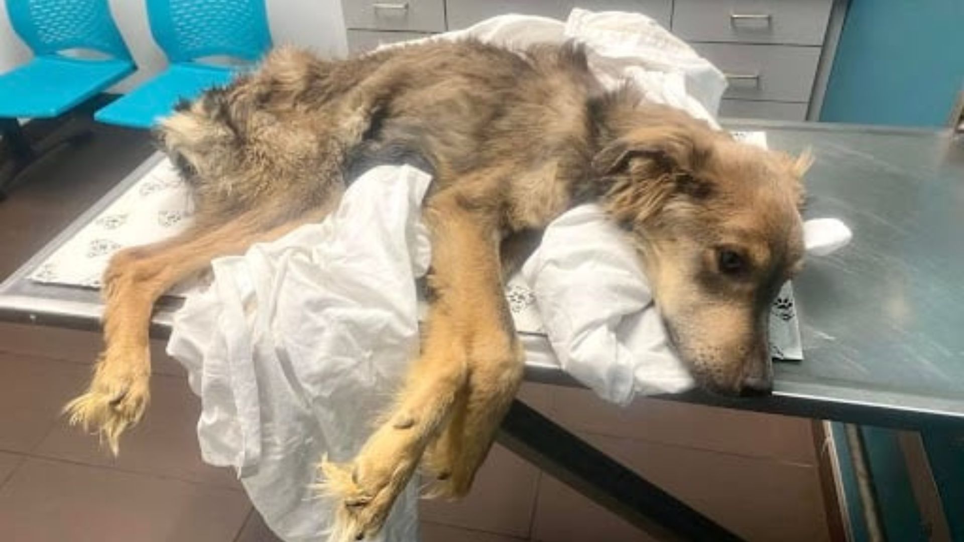 fragile dog in vet clinic