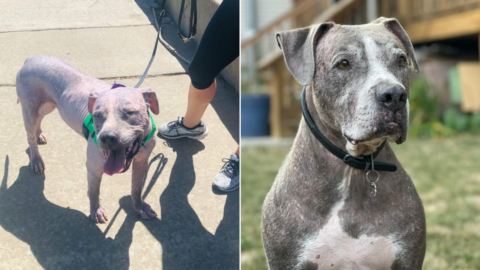 hairless dog before after