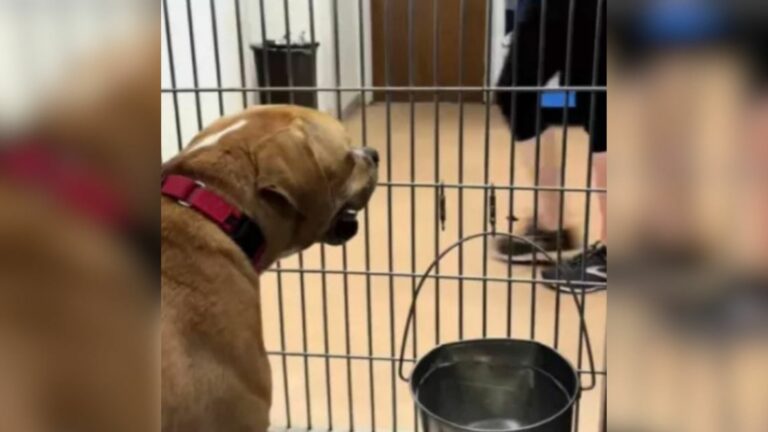 sweet dog in shelter