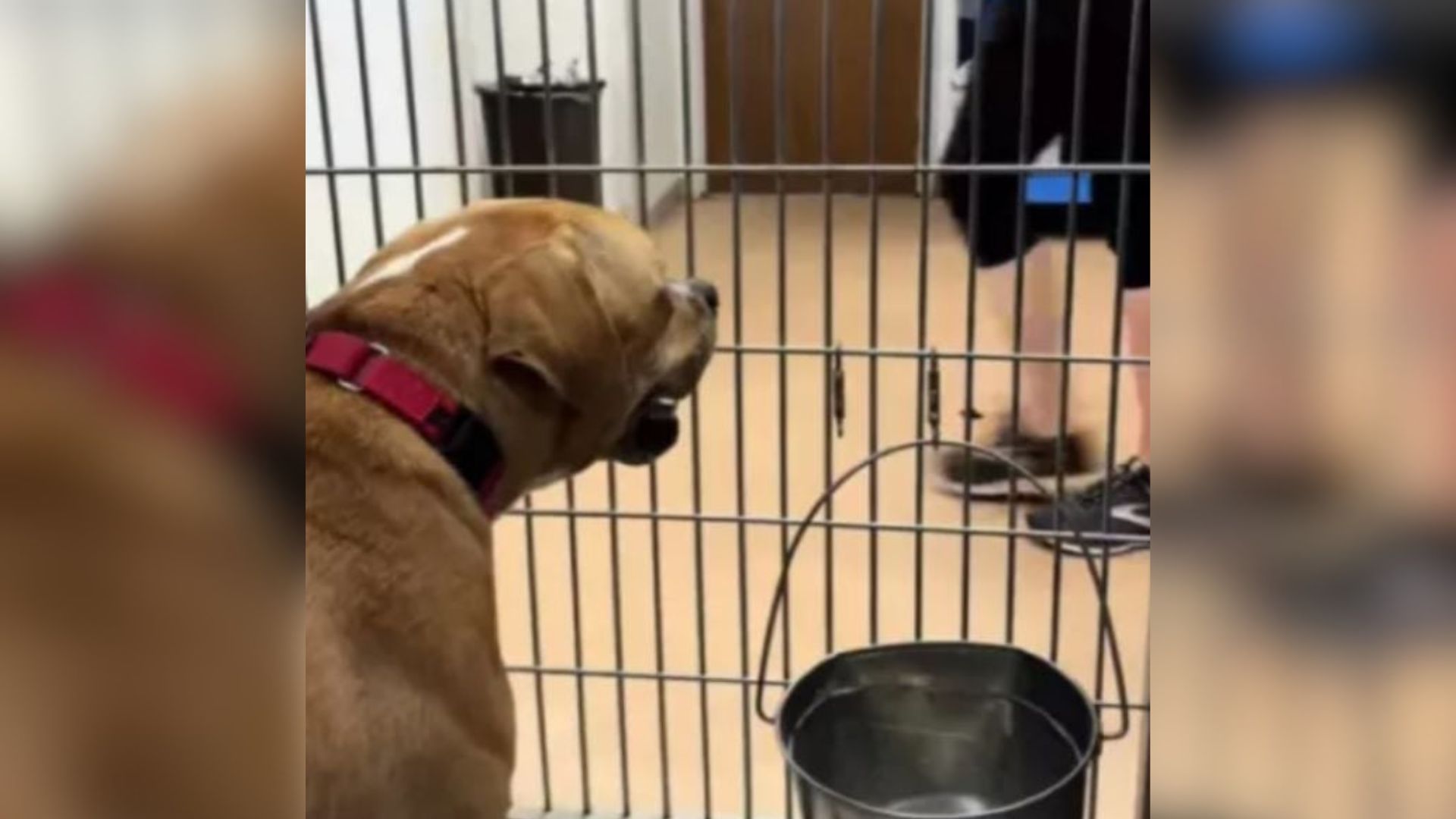 sweet dog in shelter