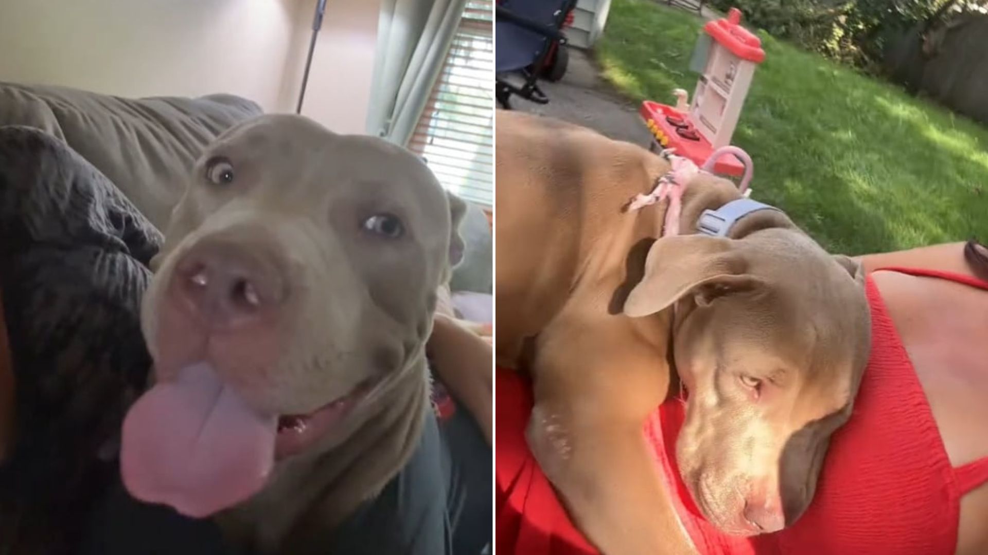 scared dog