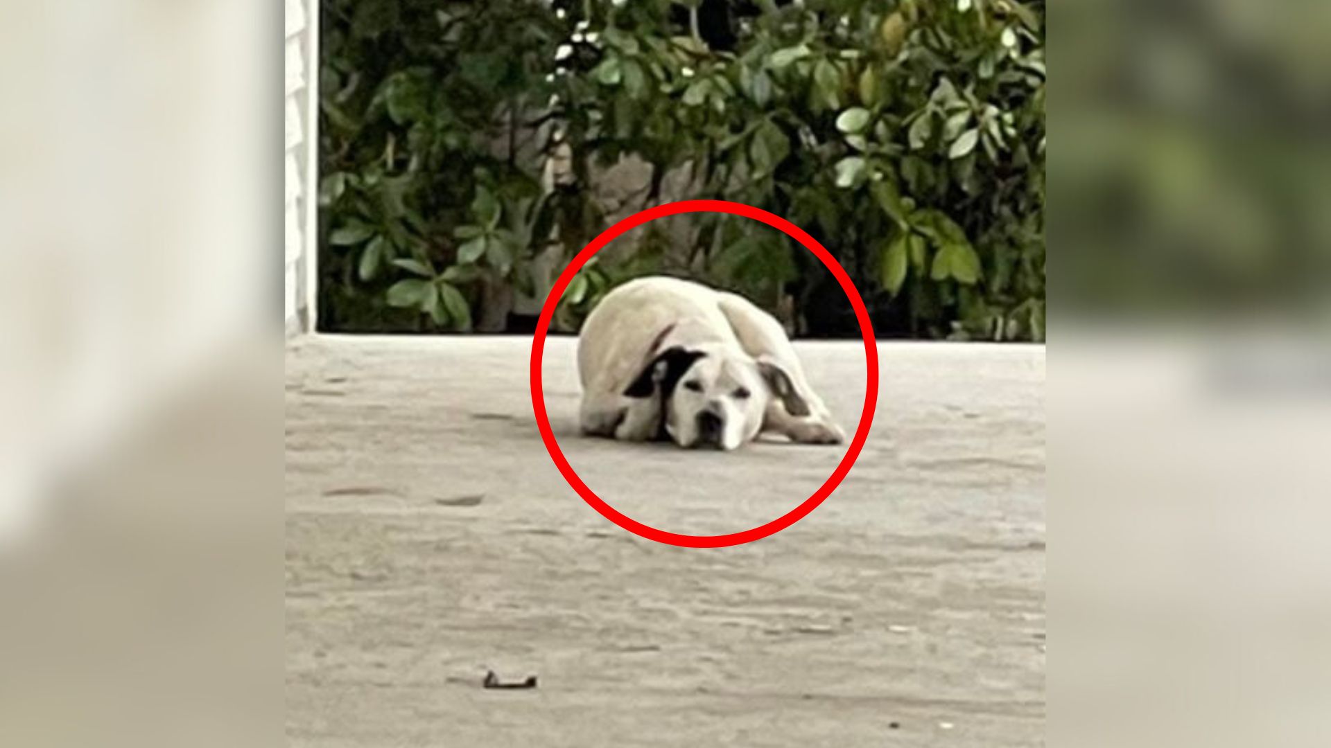 dog laying down