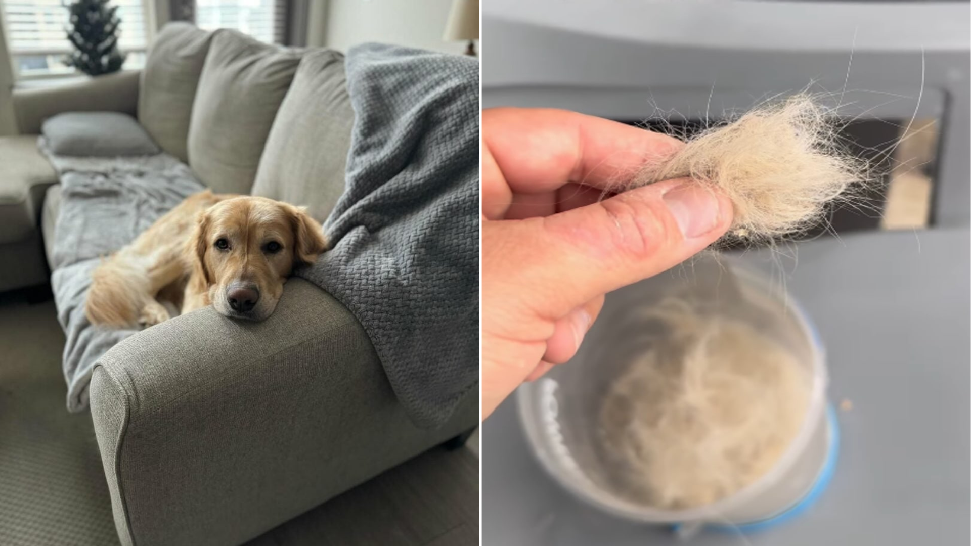 dog shed fur