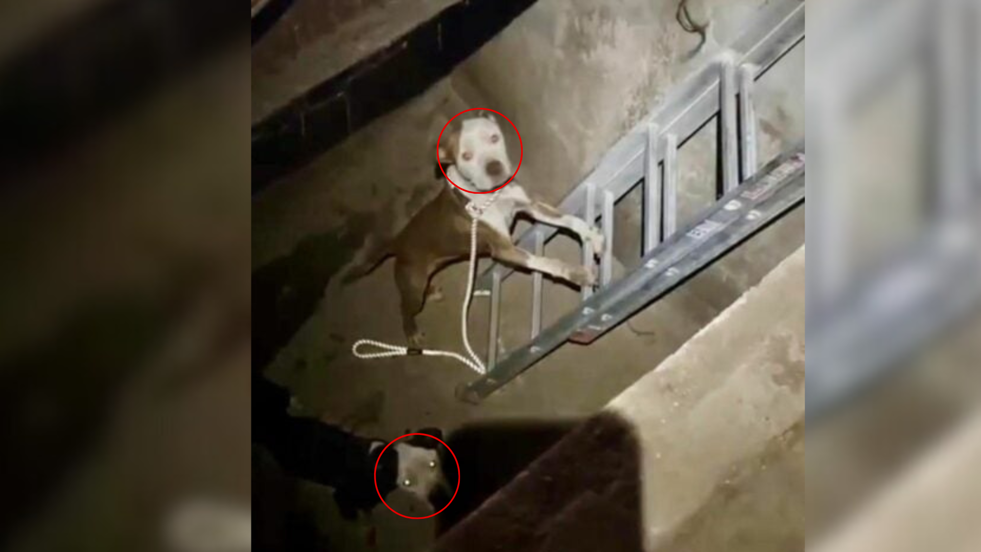 dogs stuck in pit