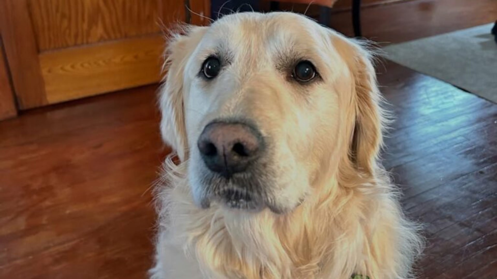 dog with sad eyes