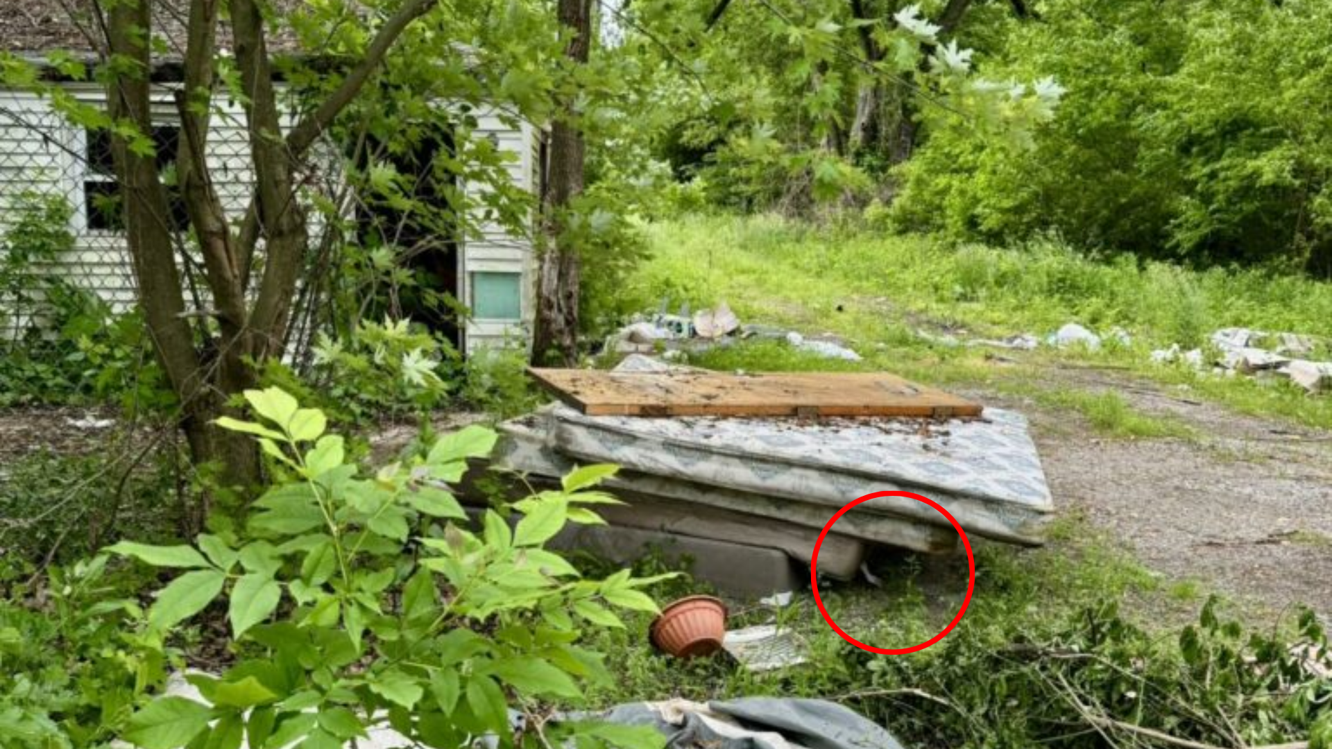 puppies hiding in trash