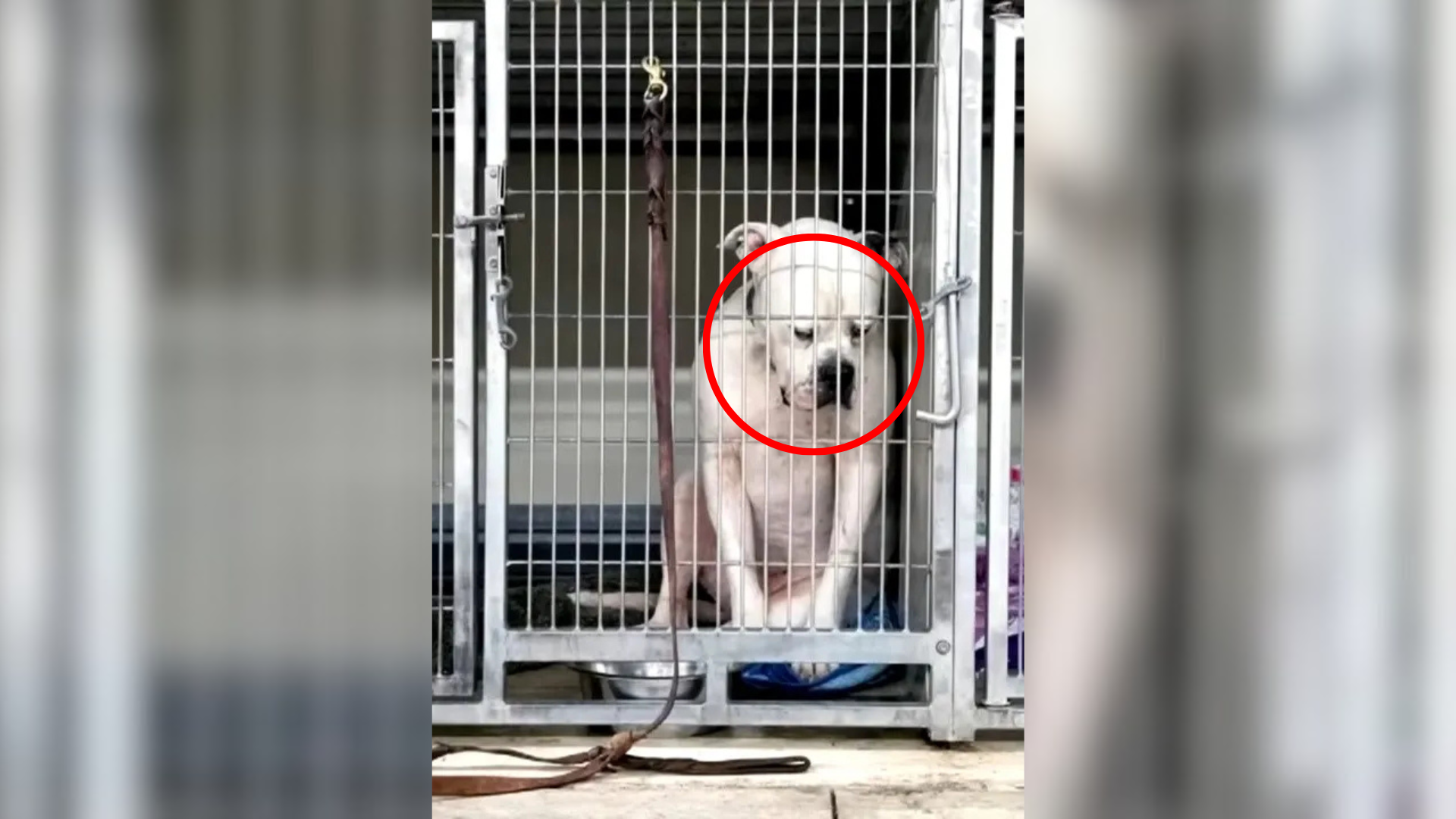 depressed dog in cage