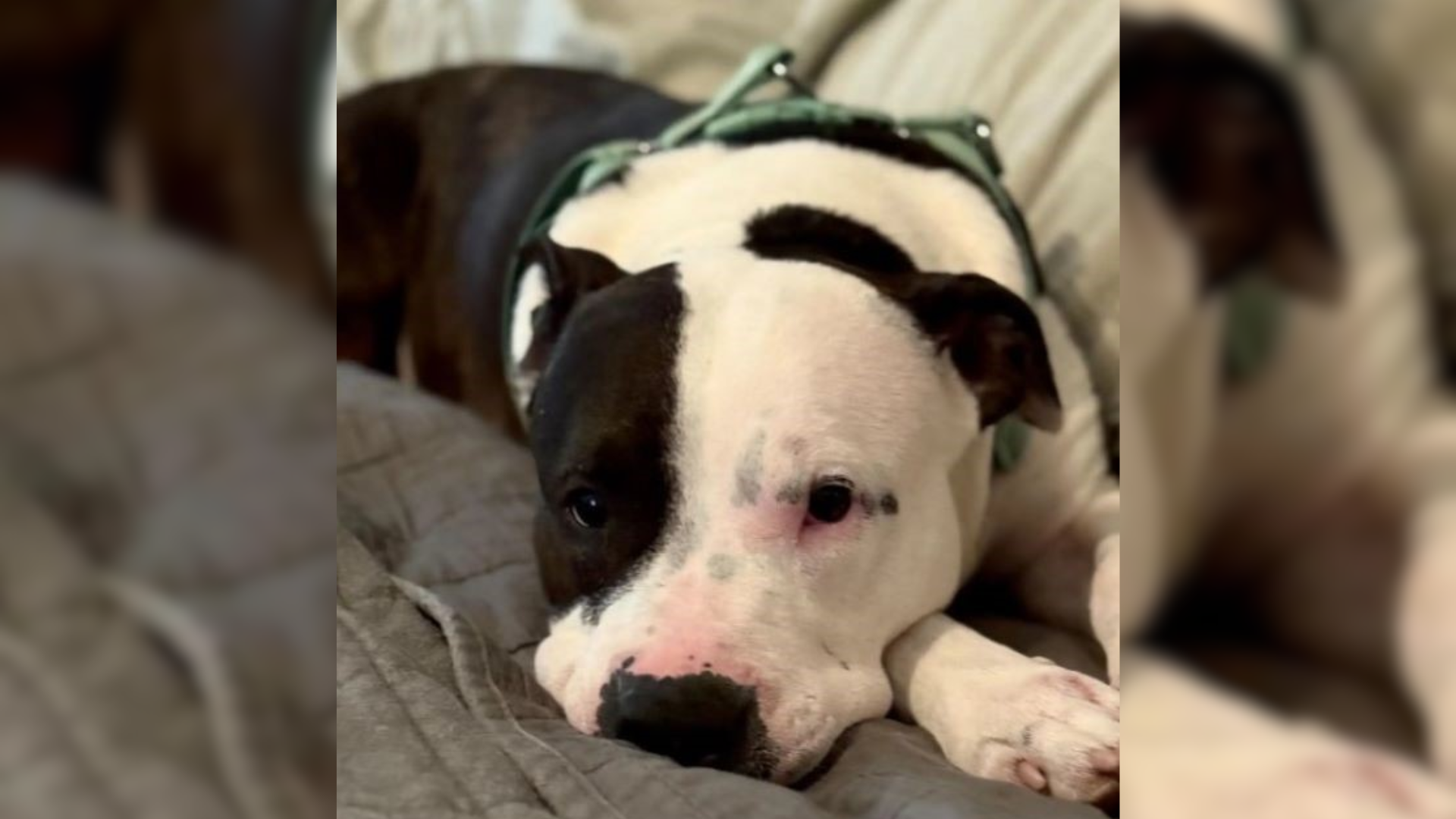 sad dog