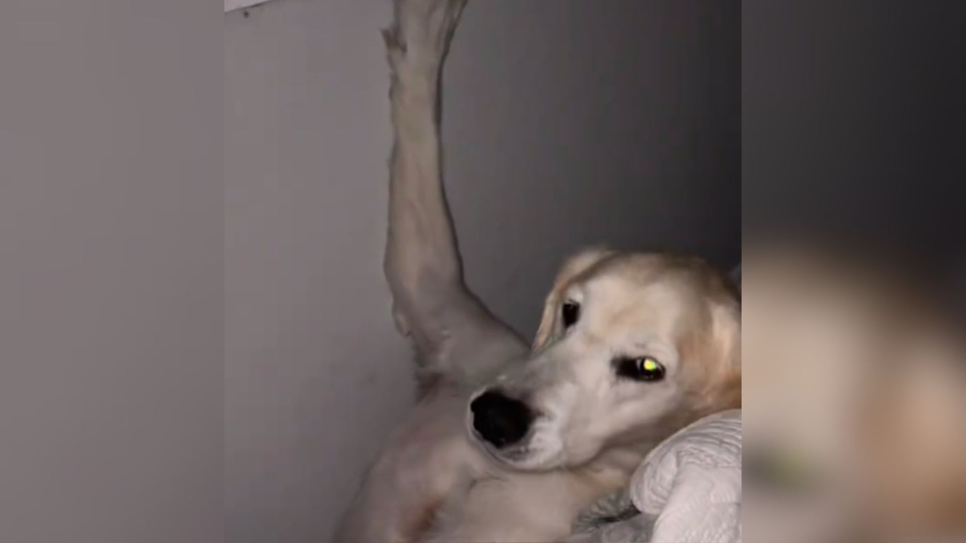 funny dog