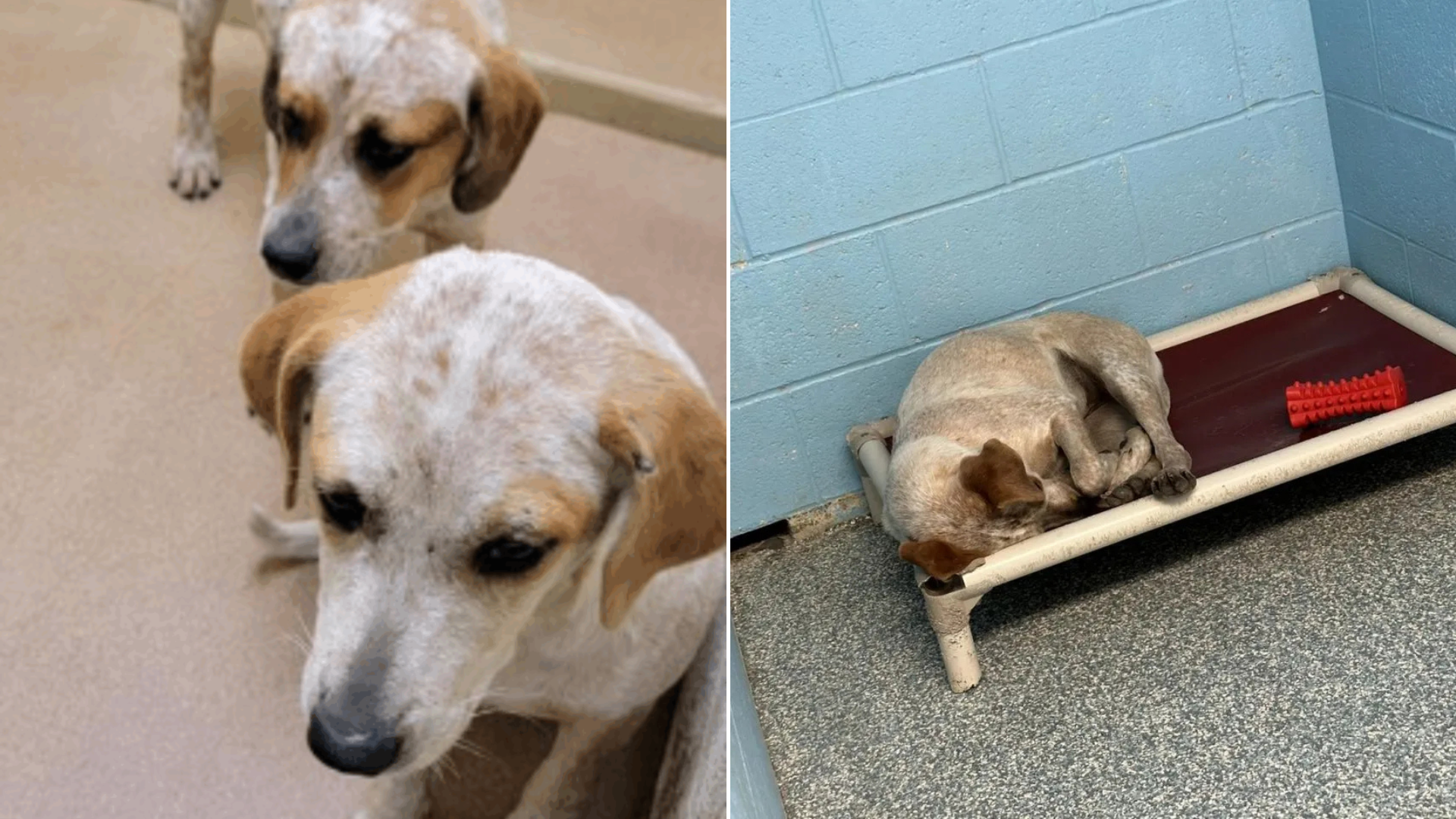 two dogs in shelter
