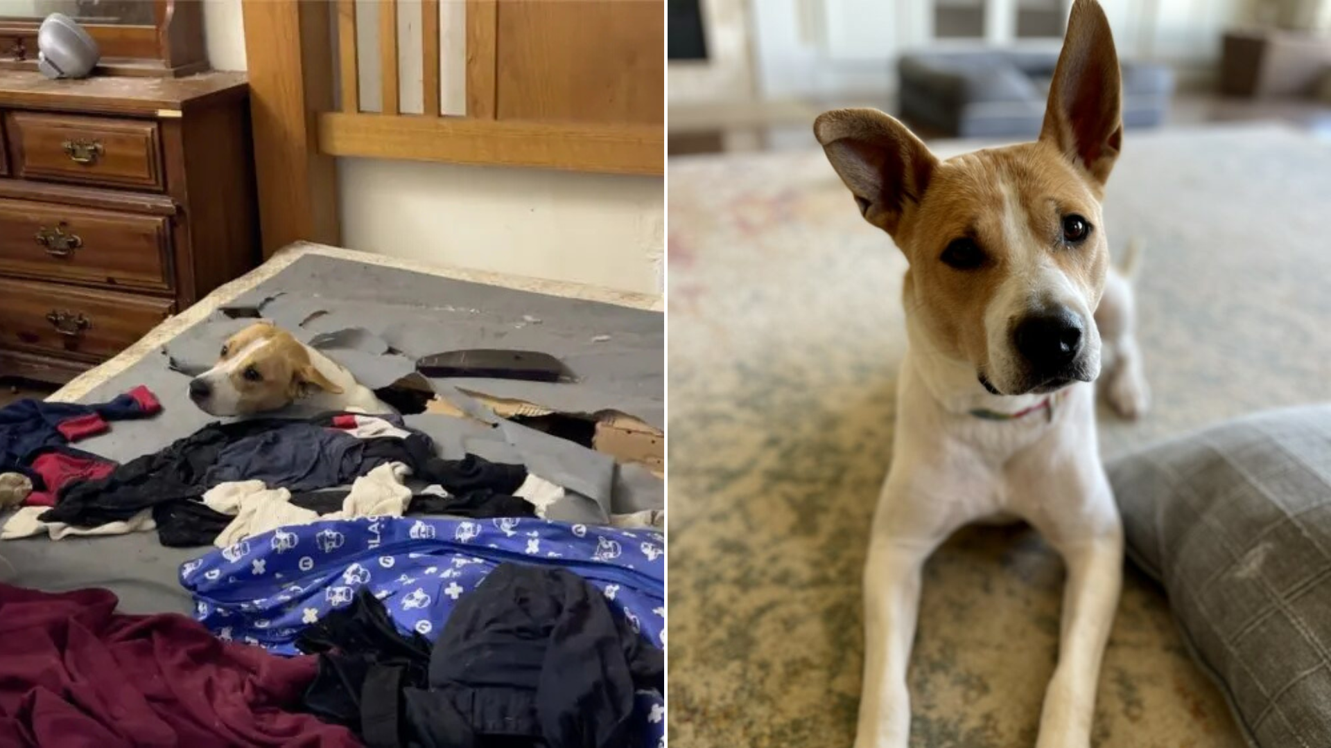 abandoned dog rescued