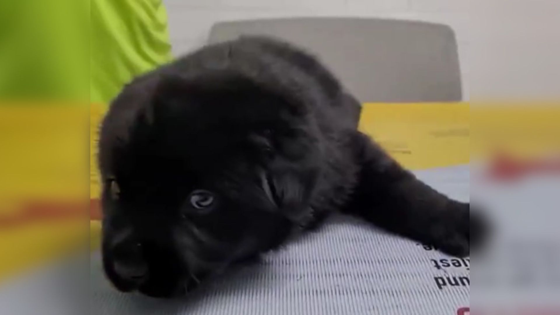 dog with swimmer syndrome