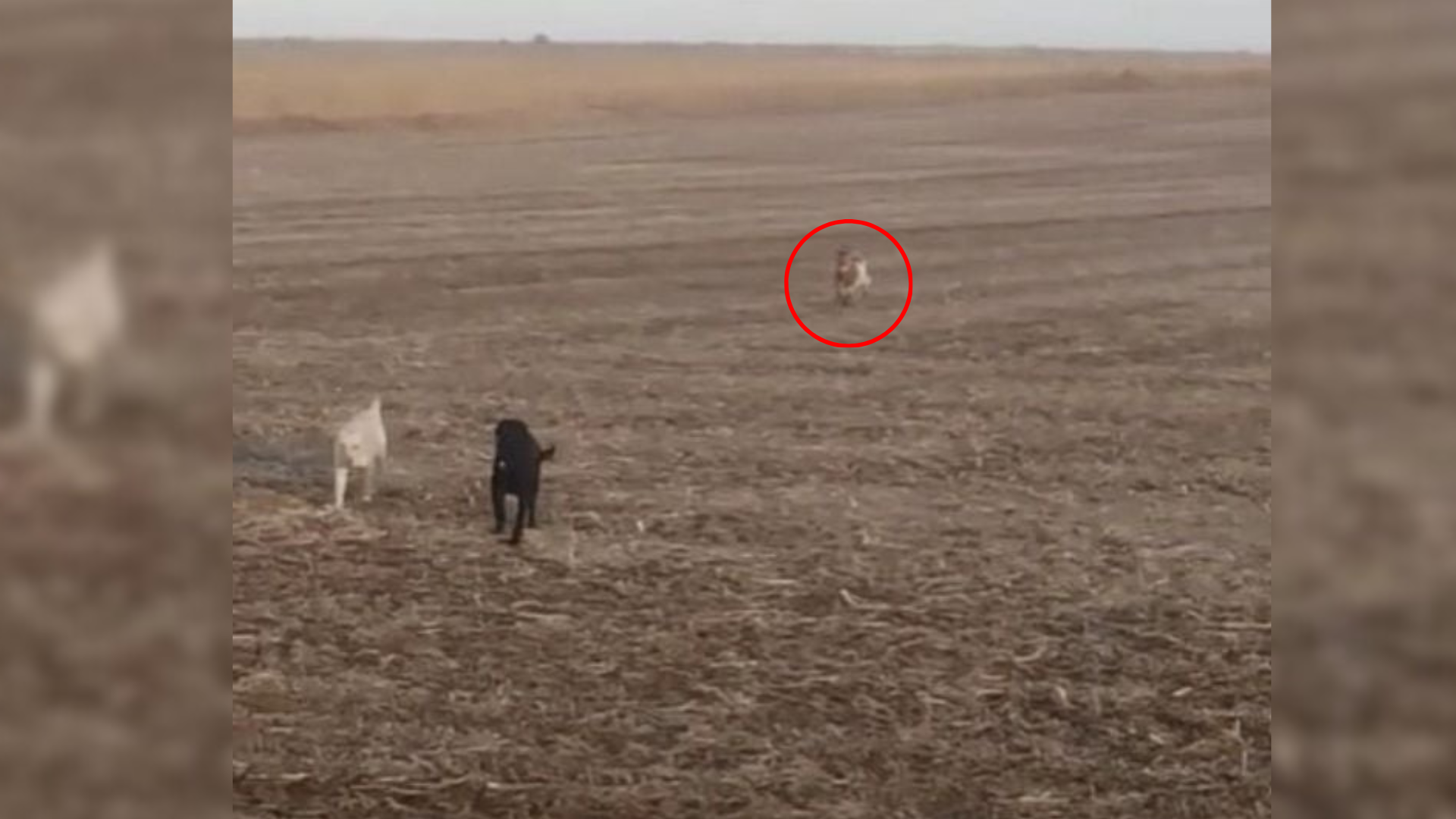 animals in field