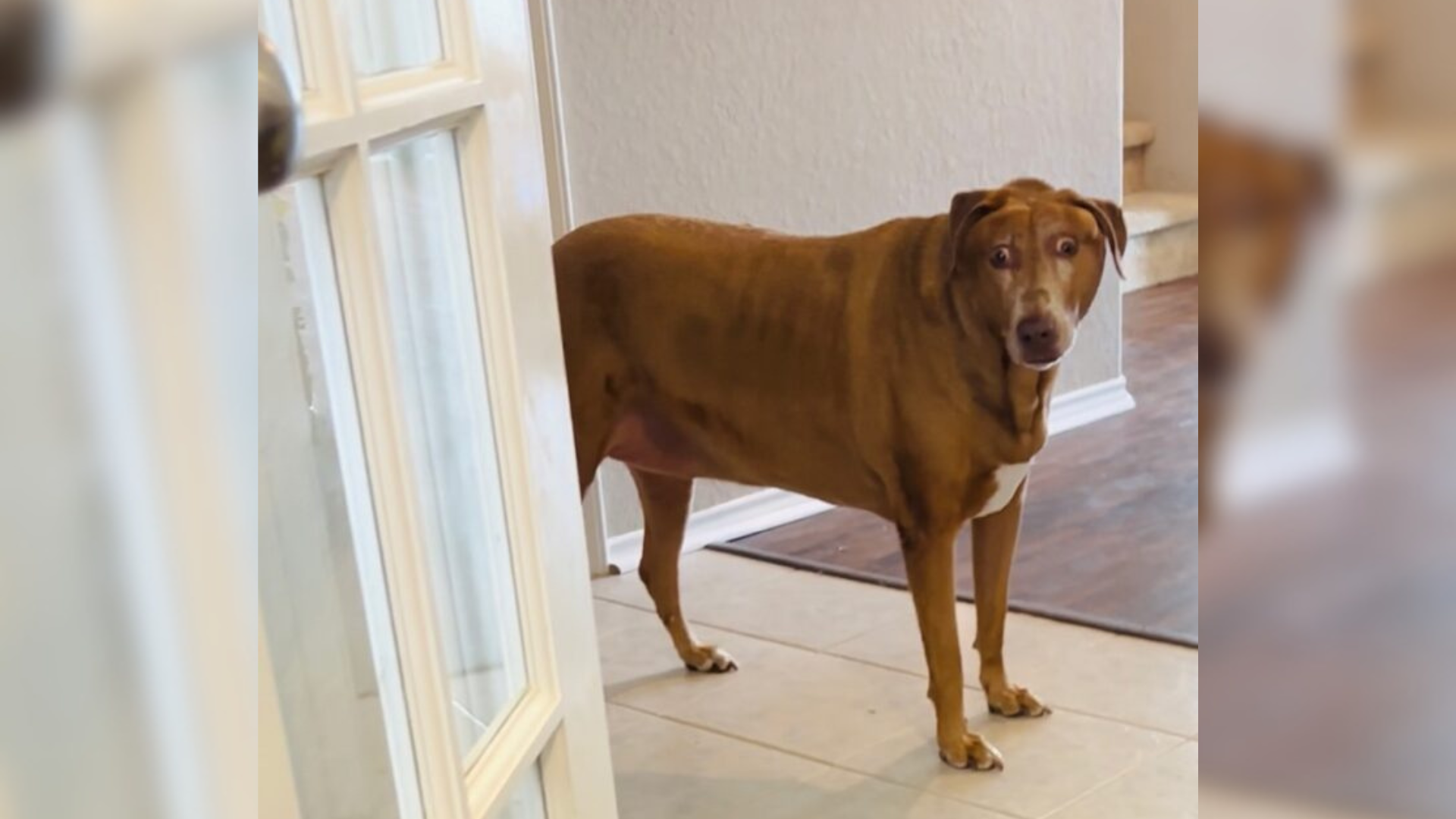 dog with goofy eyes
