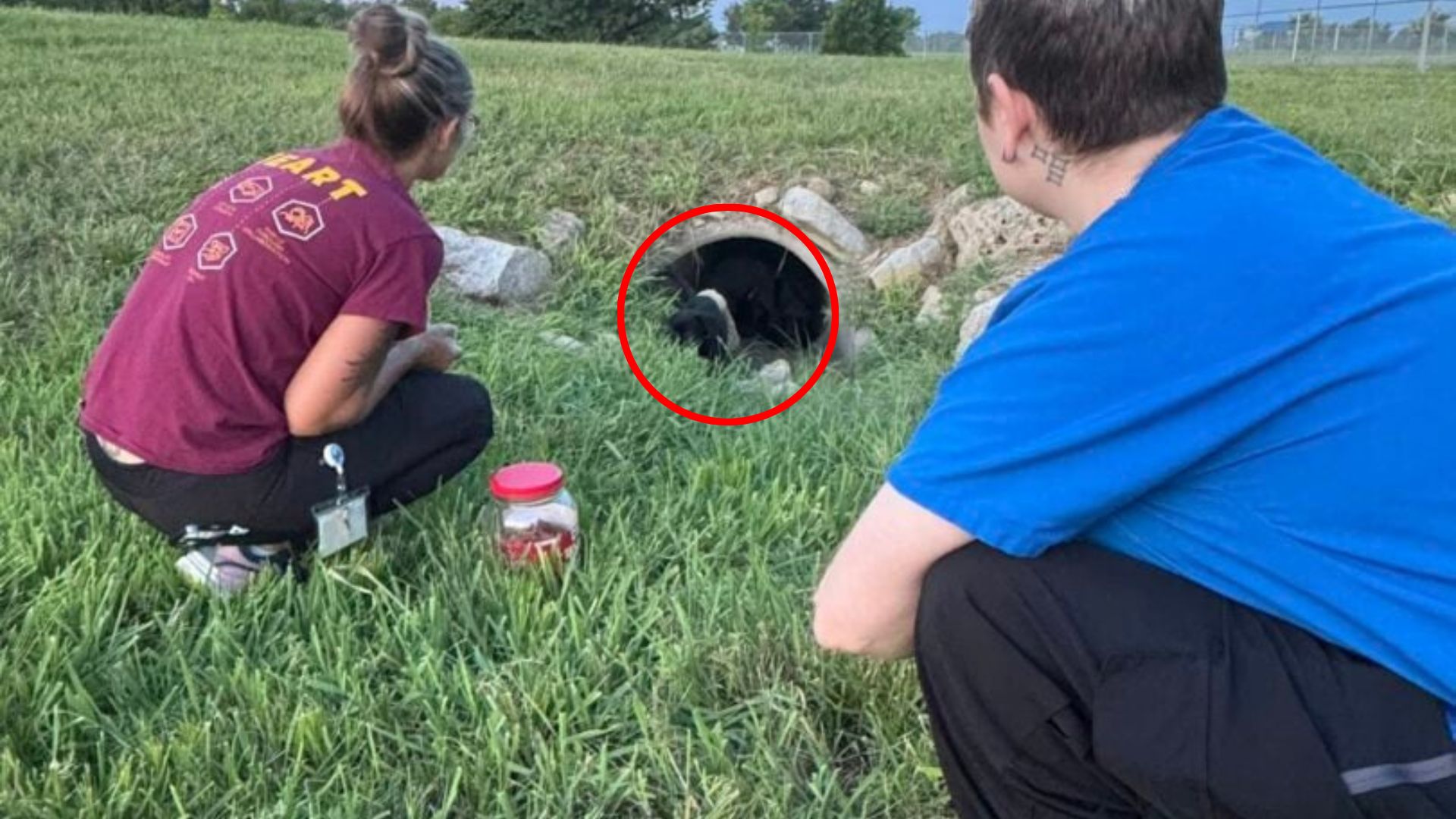 animal in storm drain